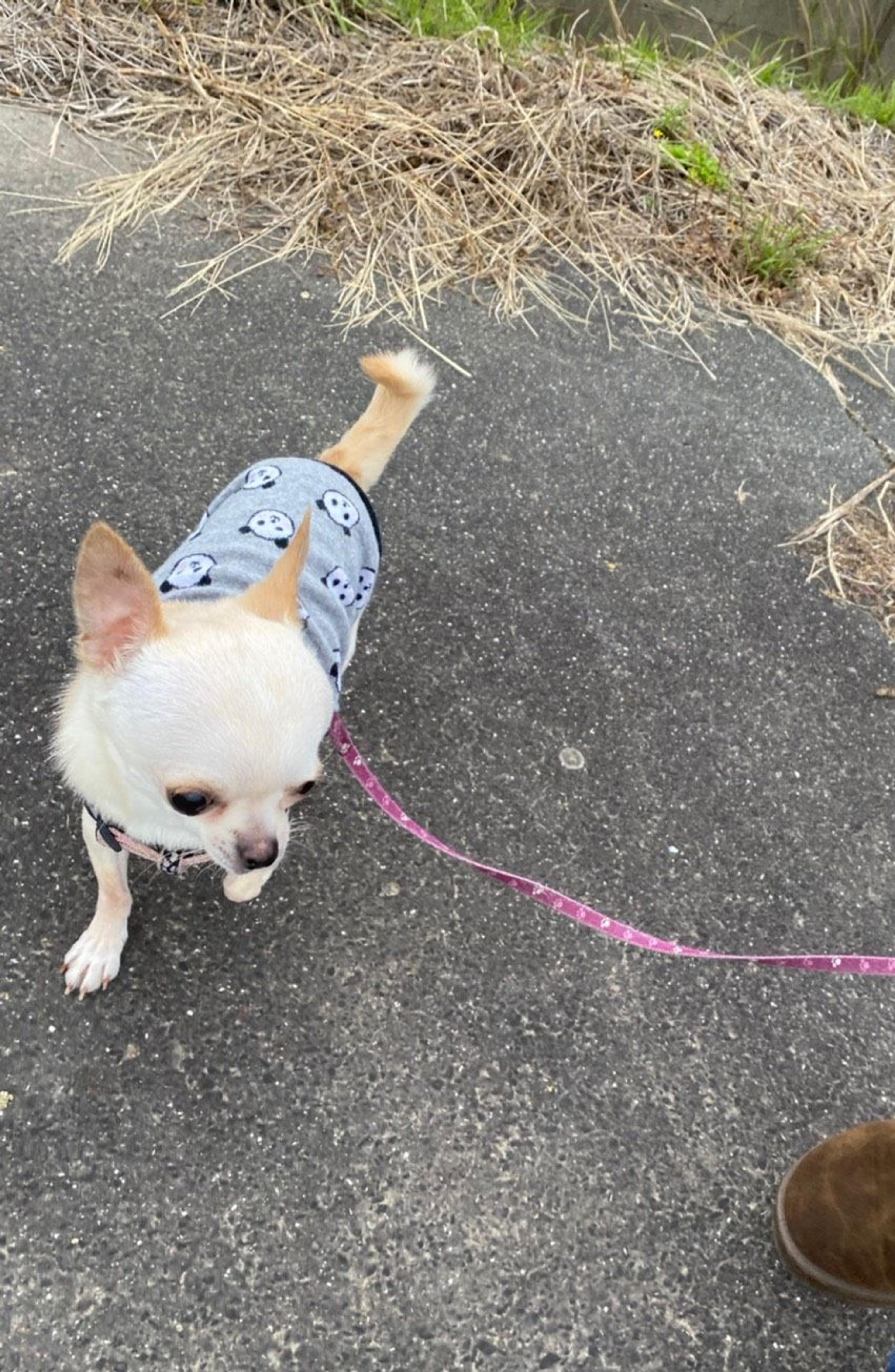 pet-image-8