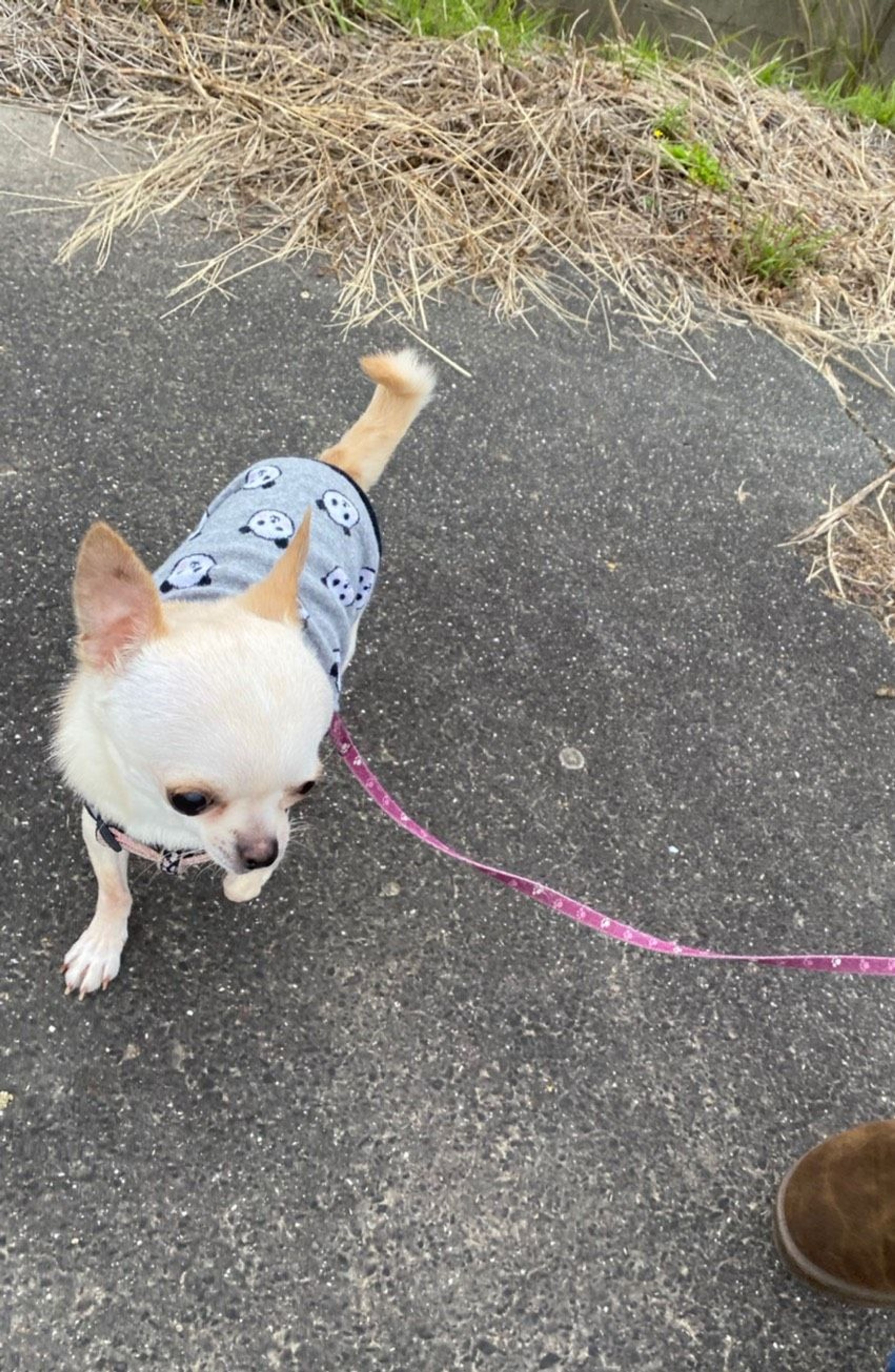 pet-image-8