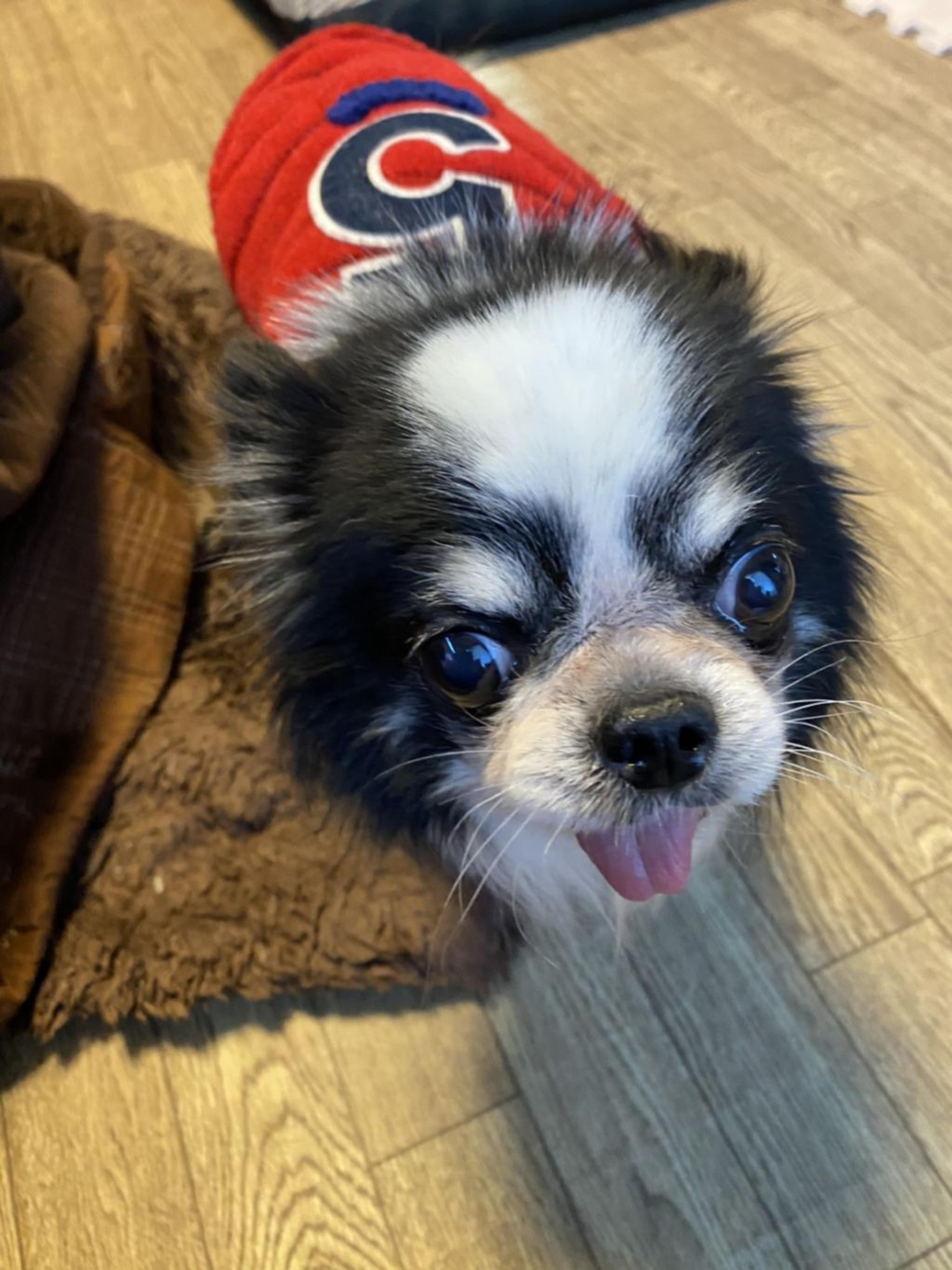 pet-image-2