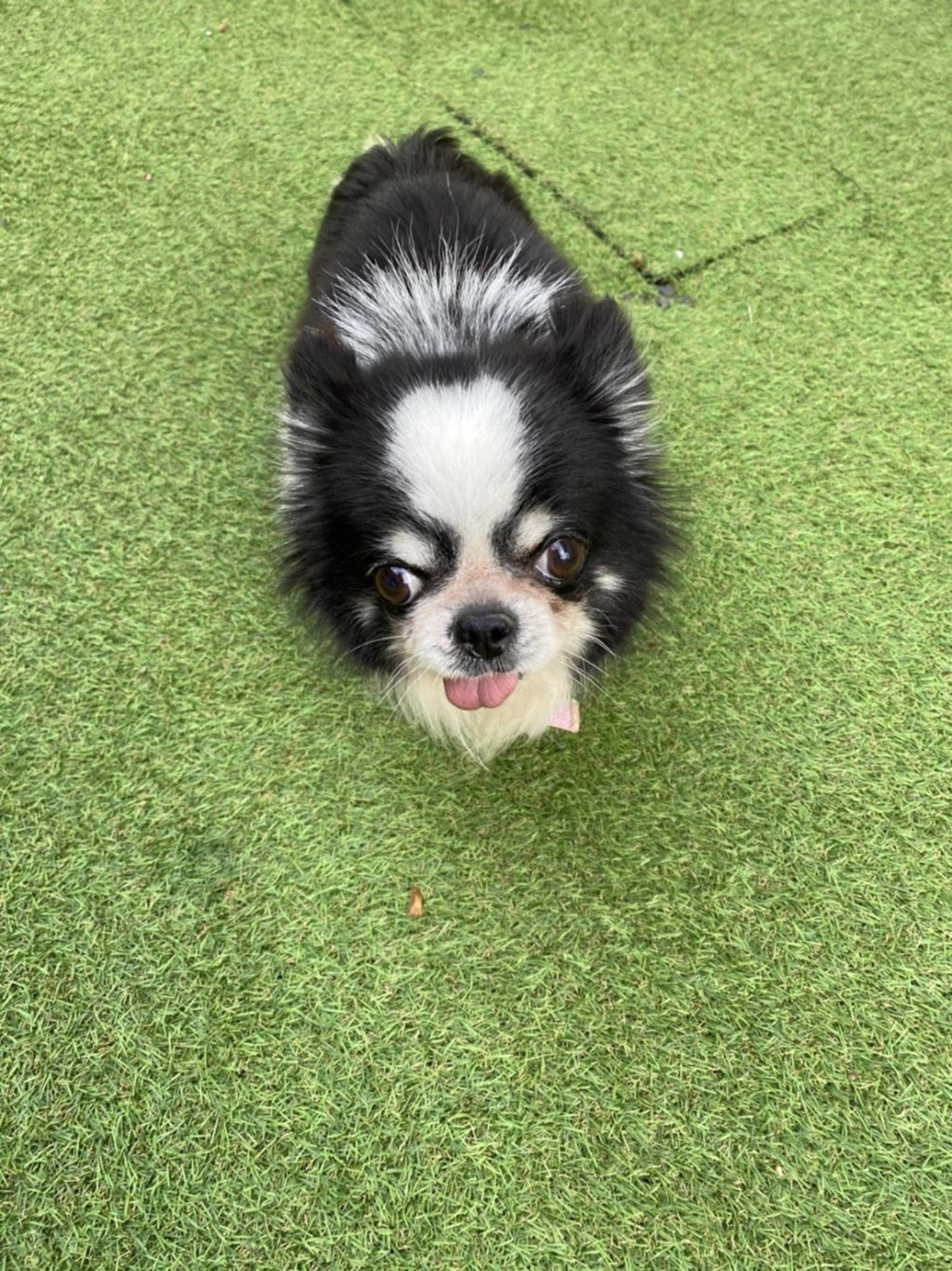 pet-image-4