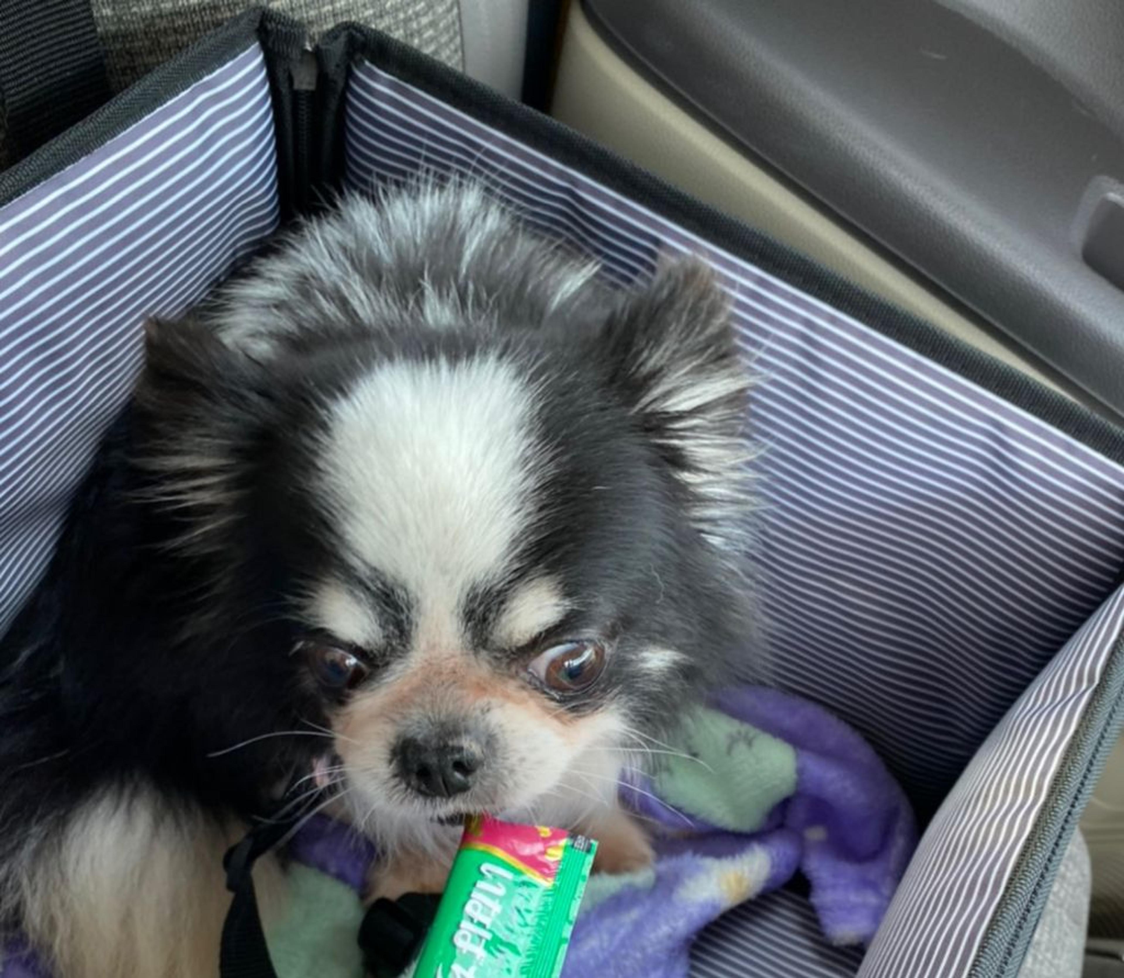pet-image-5