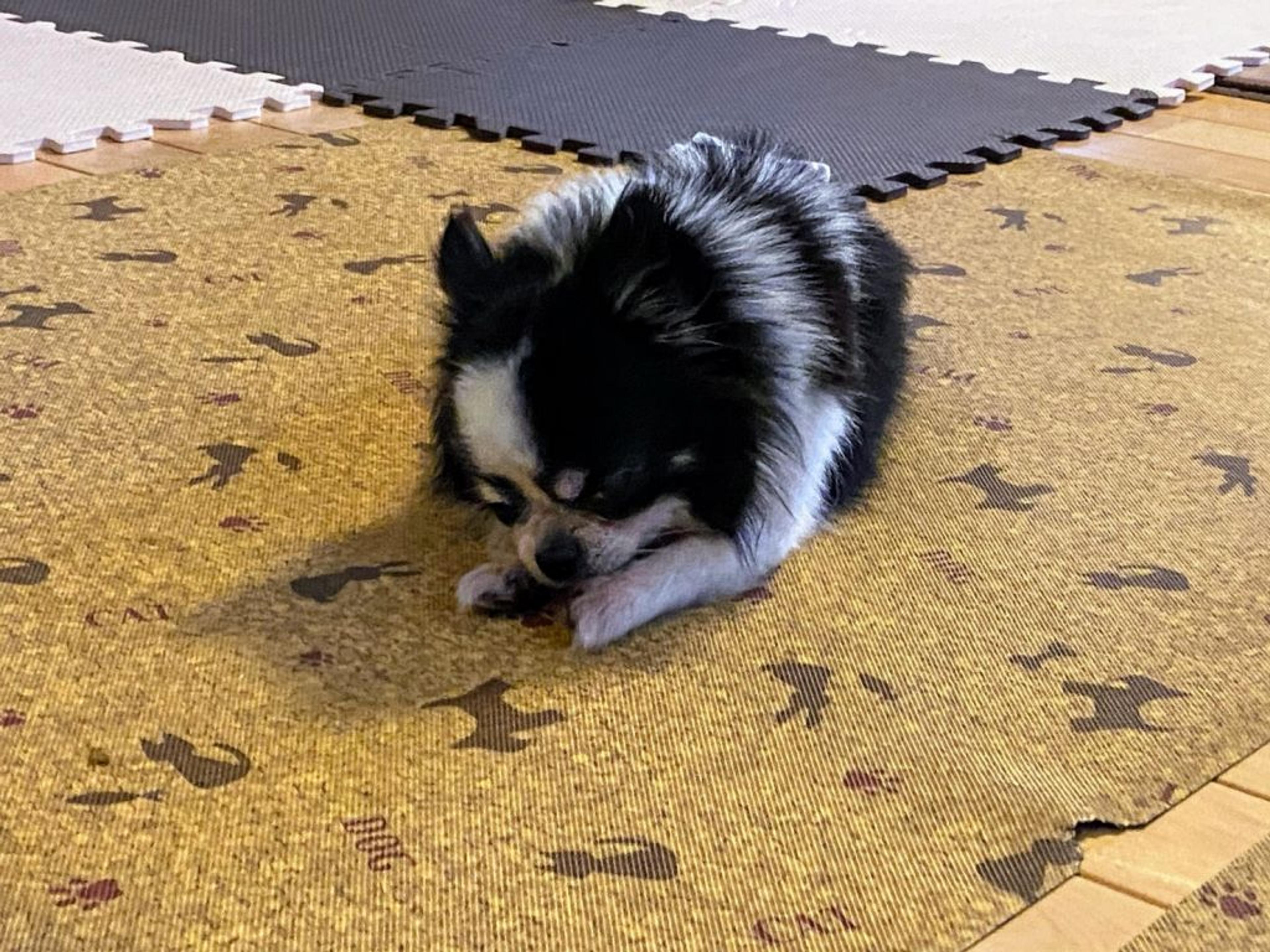 pet-image-9