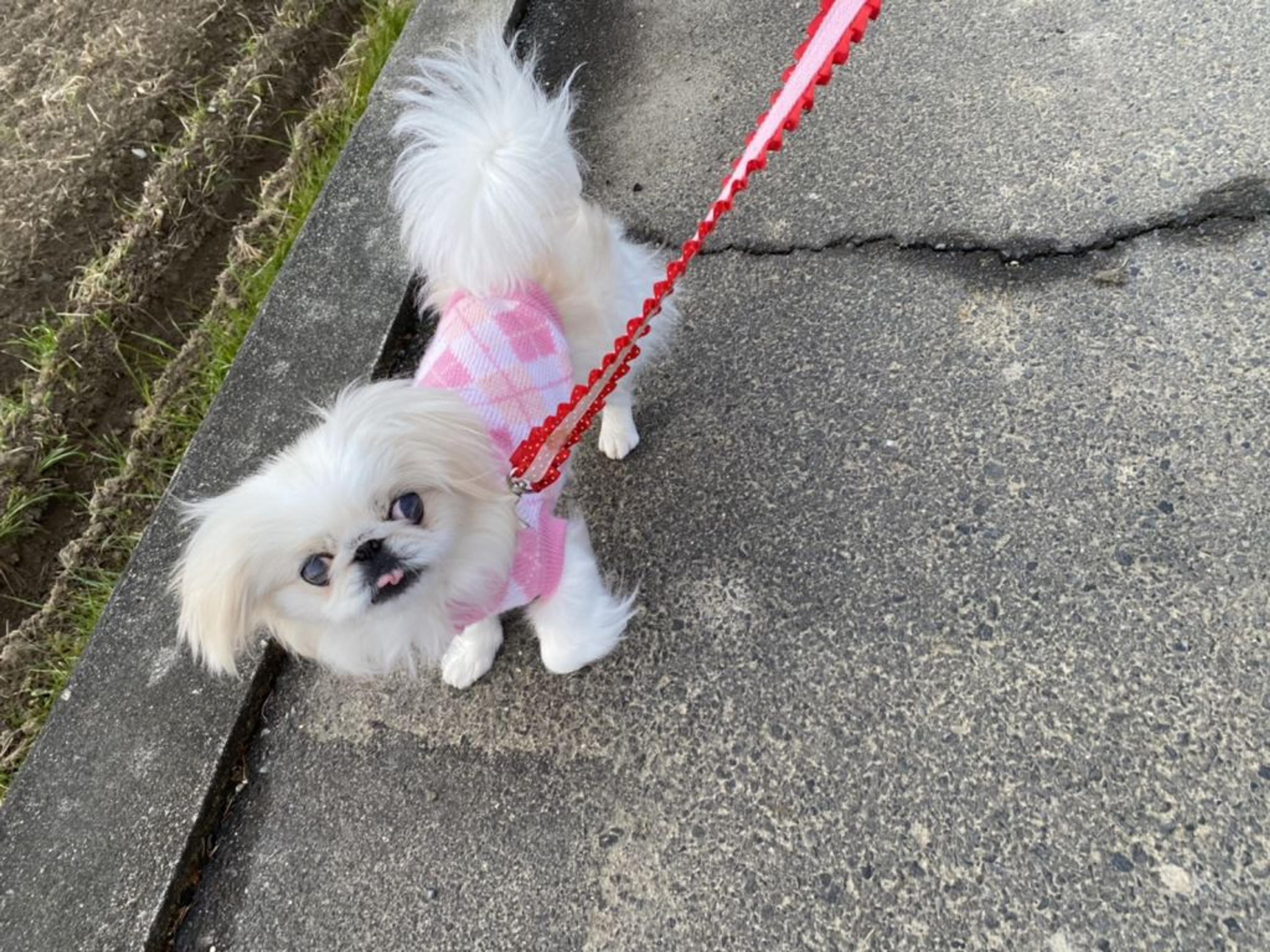 pet-image-2