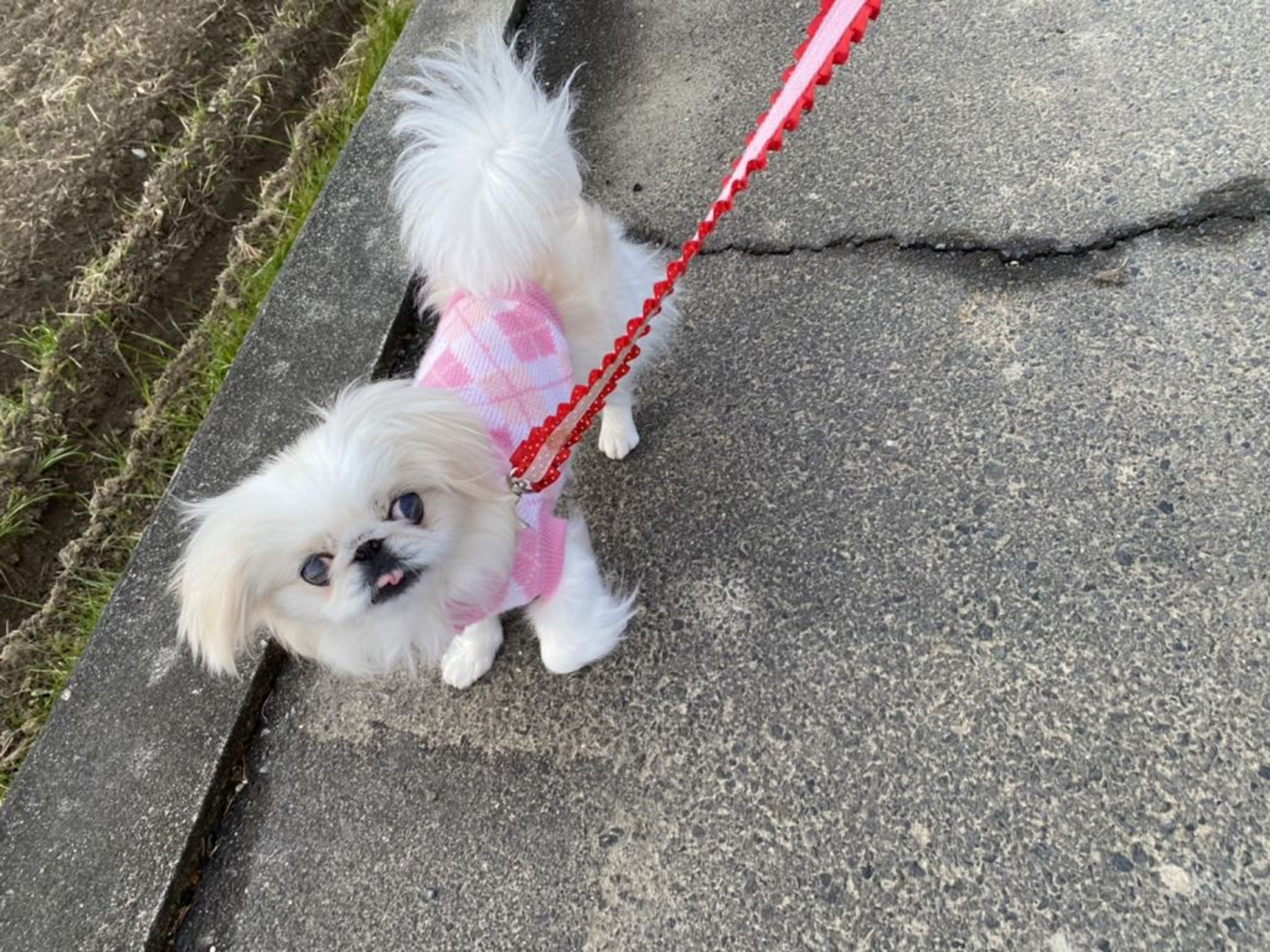 pet-image-2