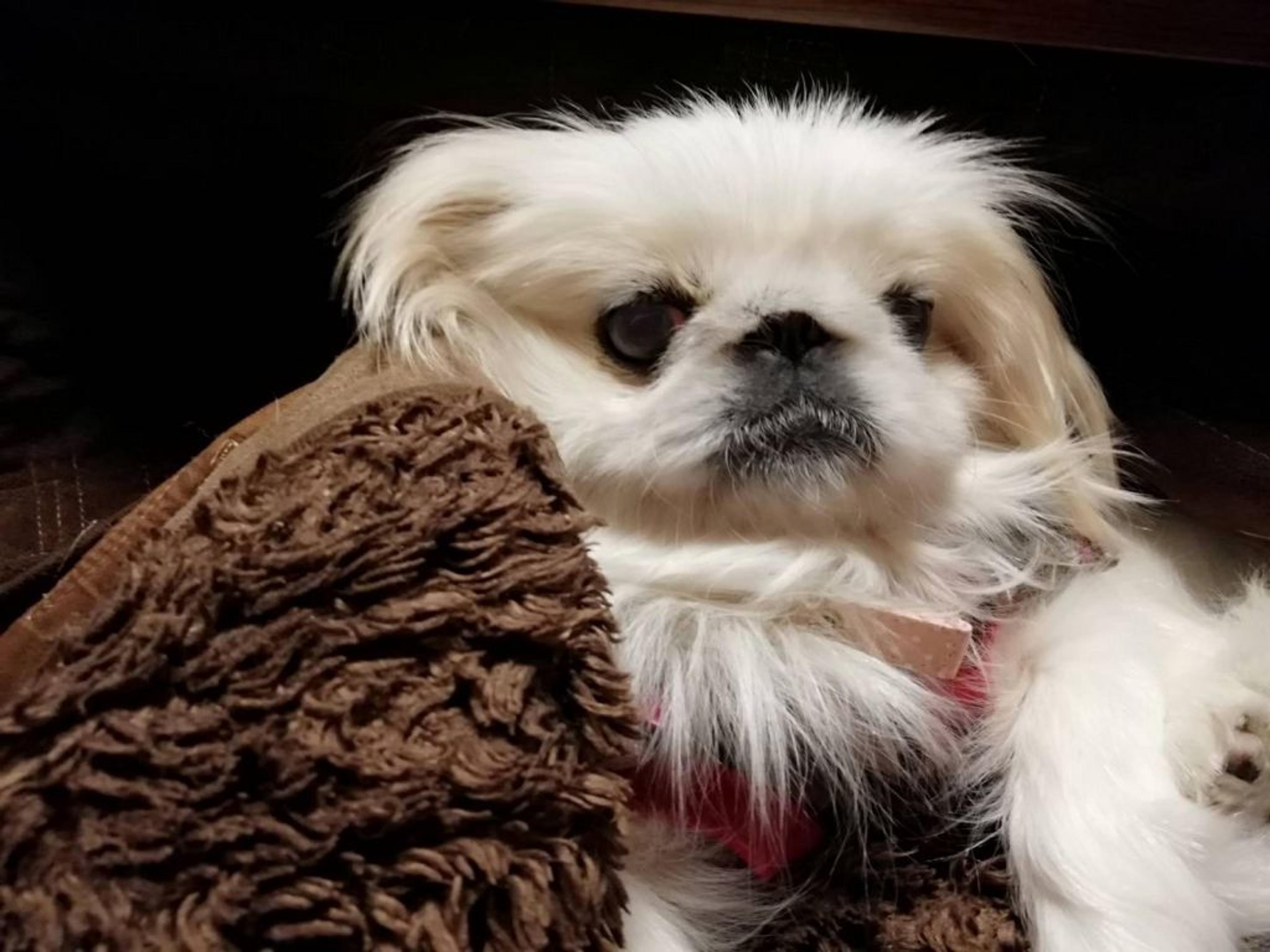 pet-image-4