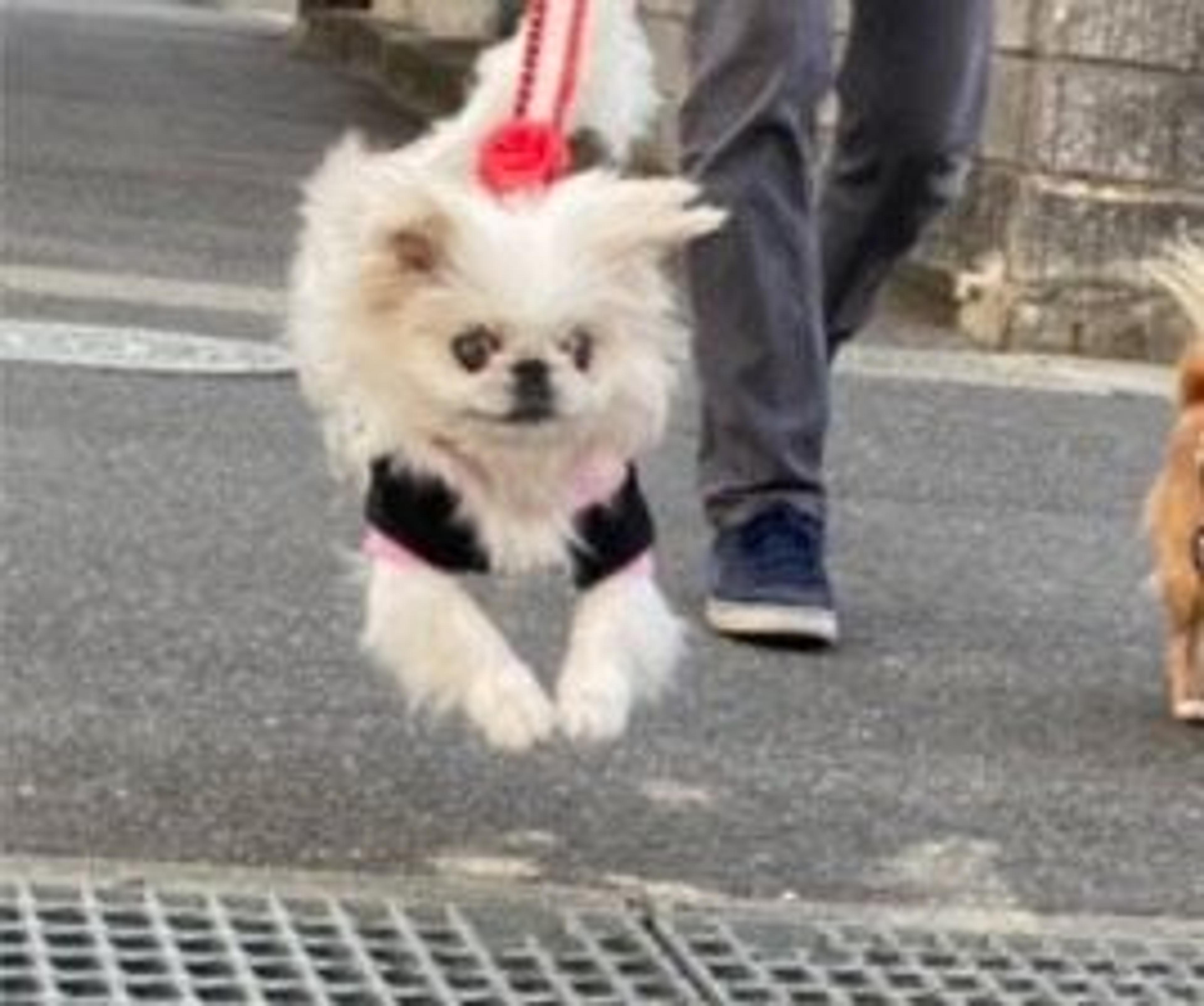 pet-image-5