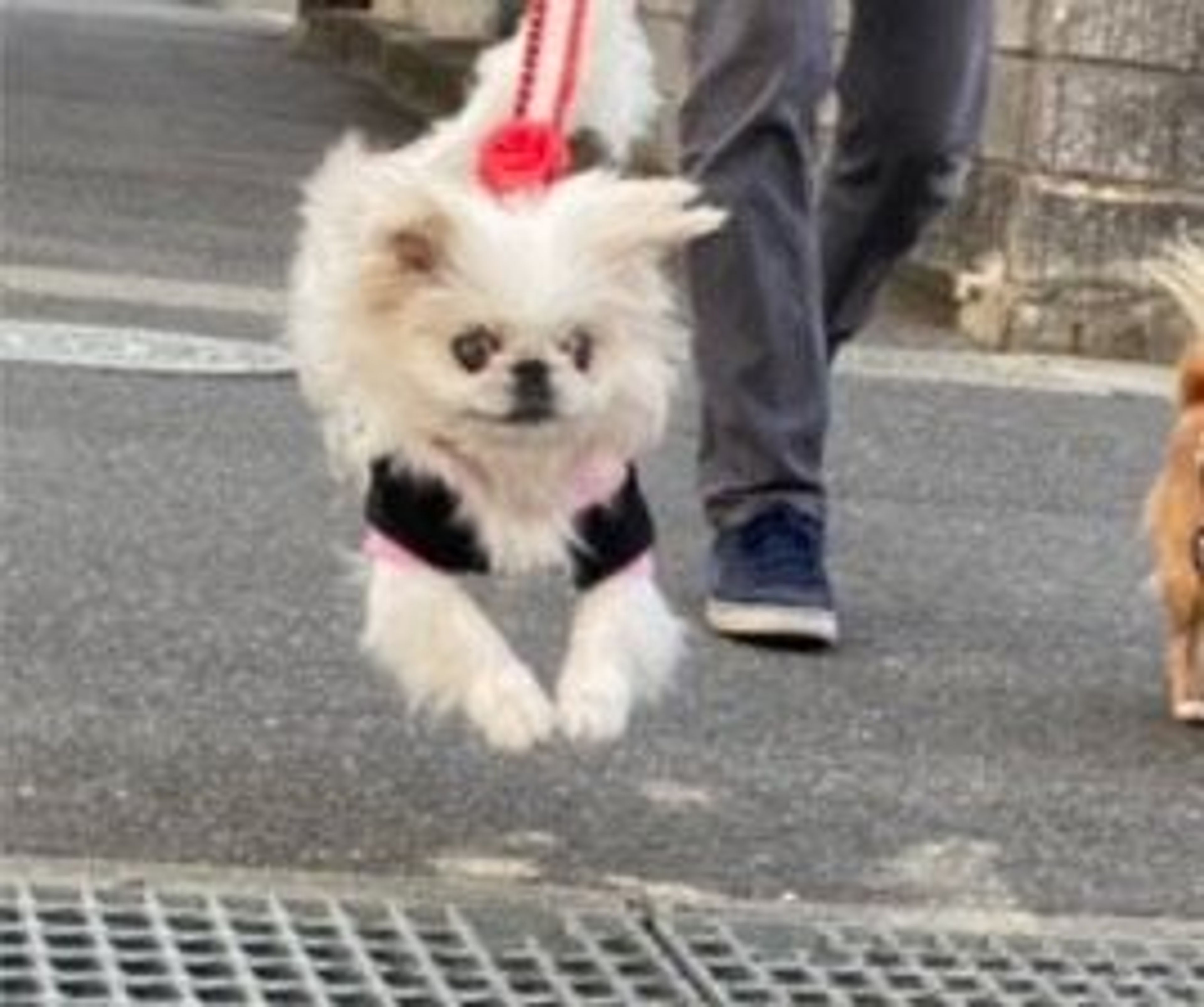 pet-image-5