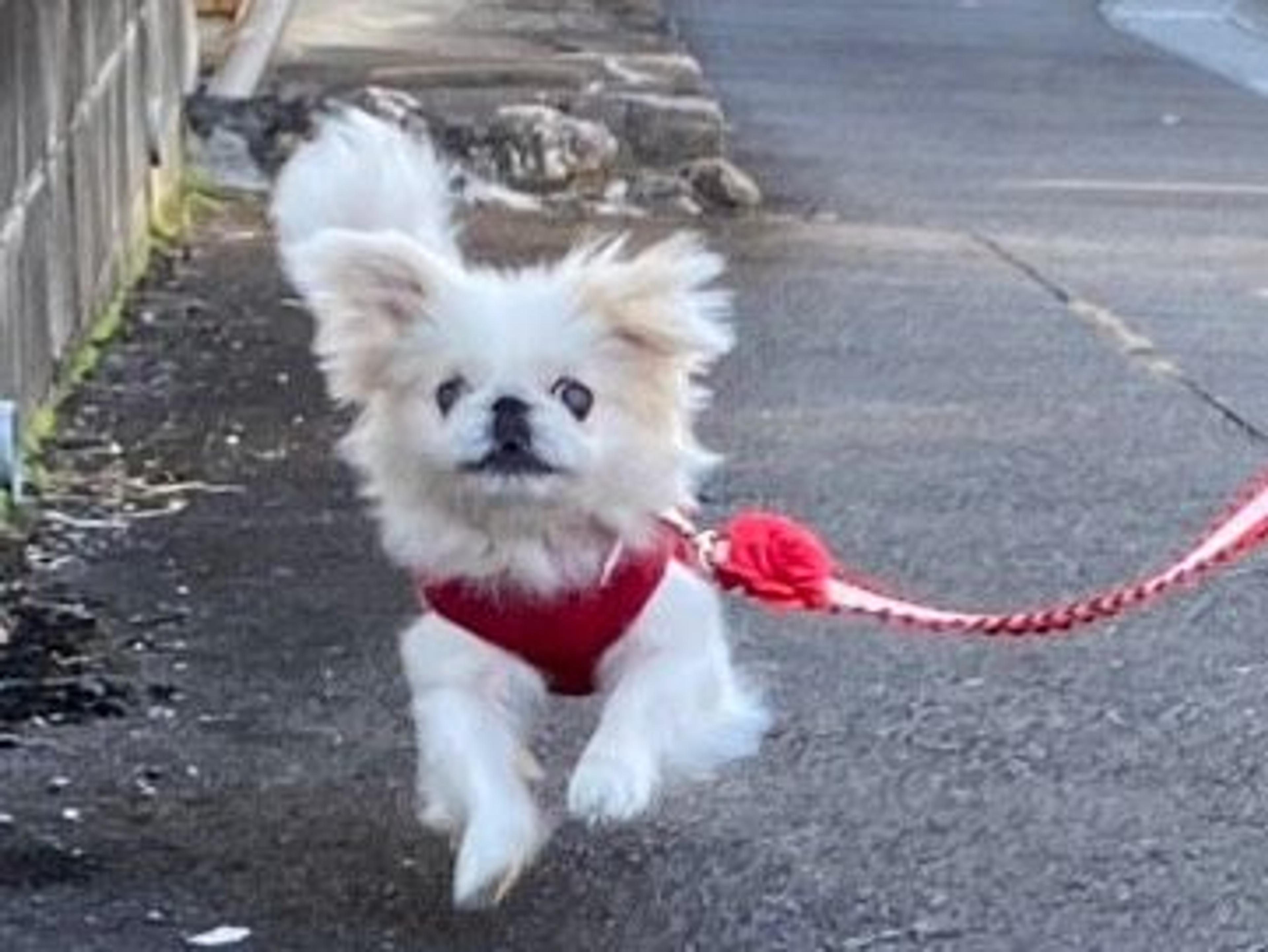 pet-image-6