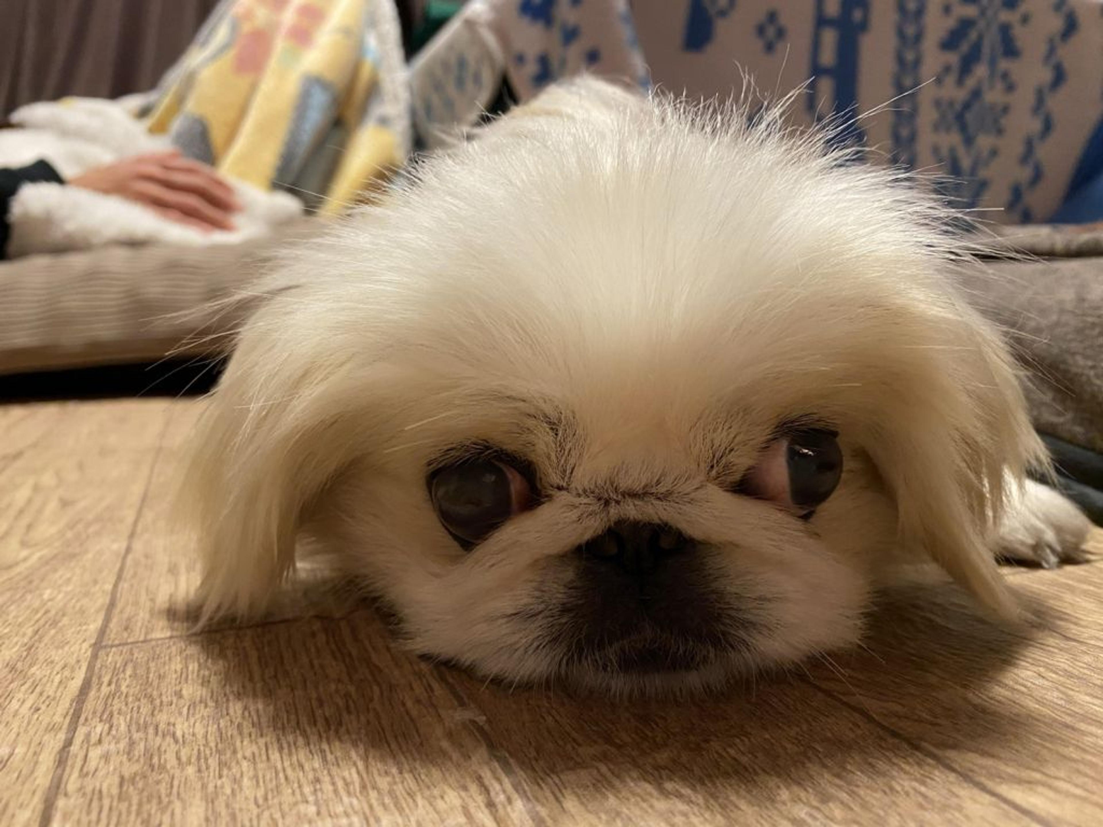 pet-image-7