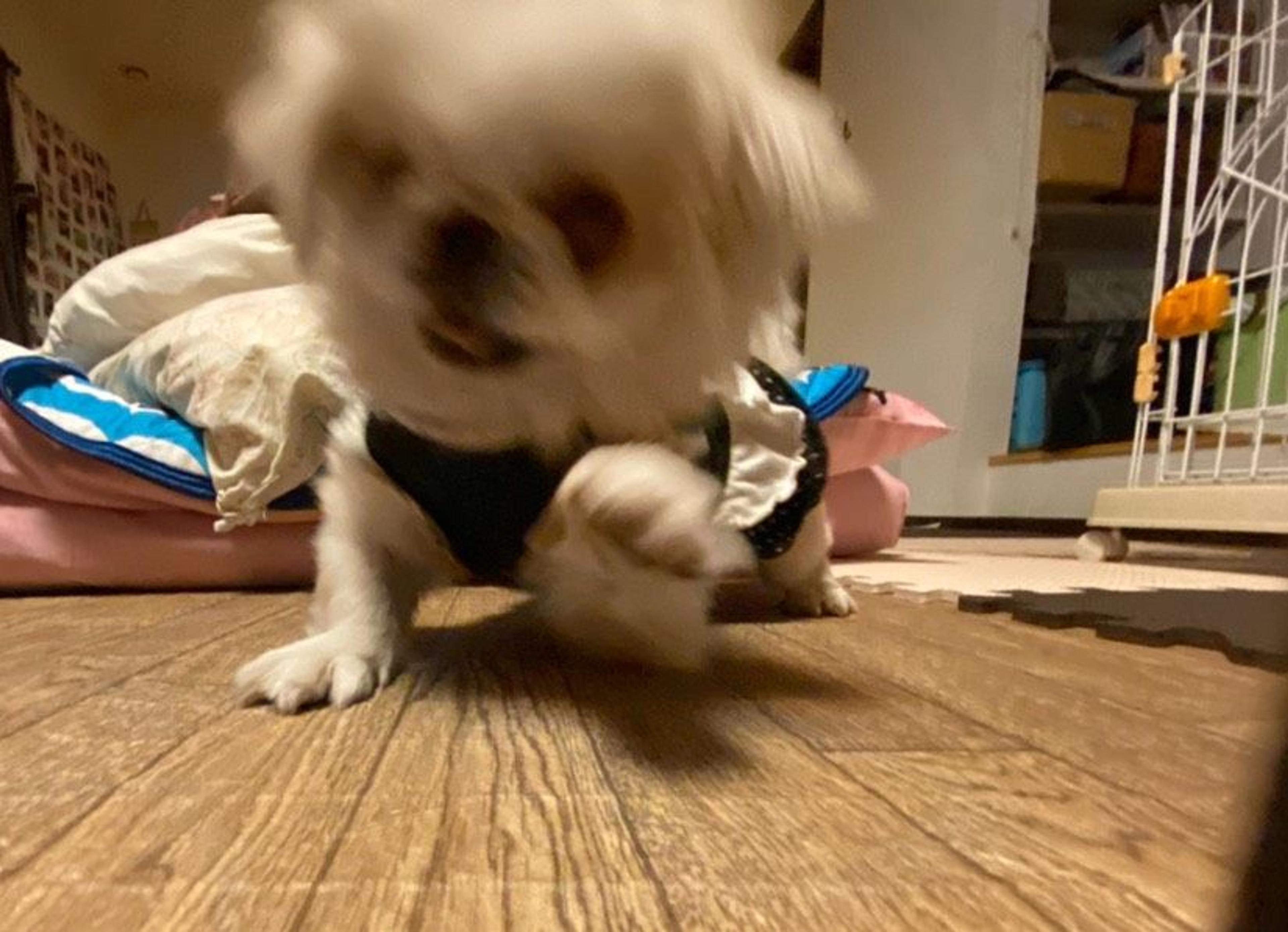 pet-image-8