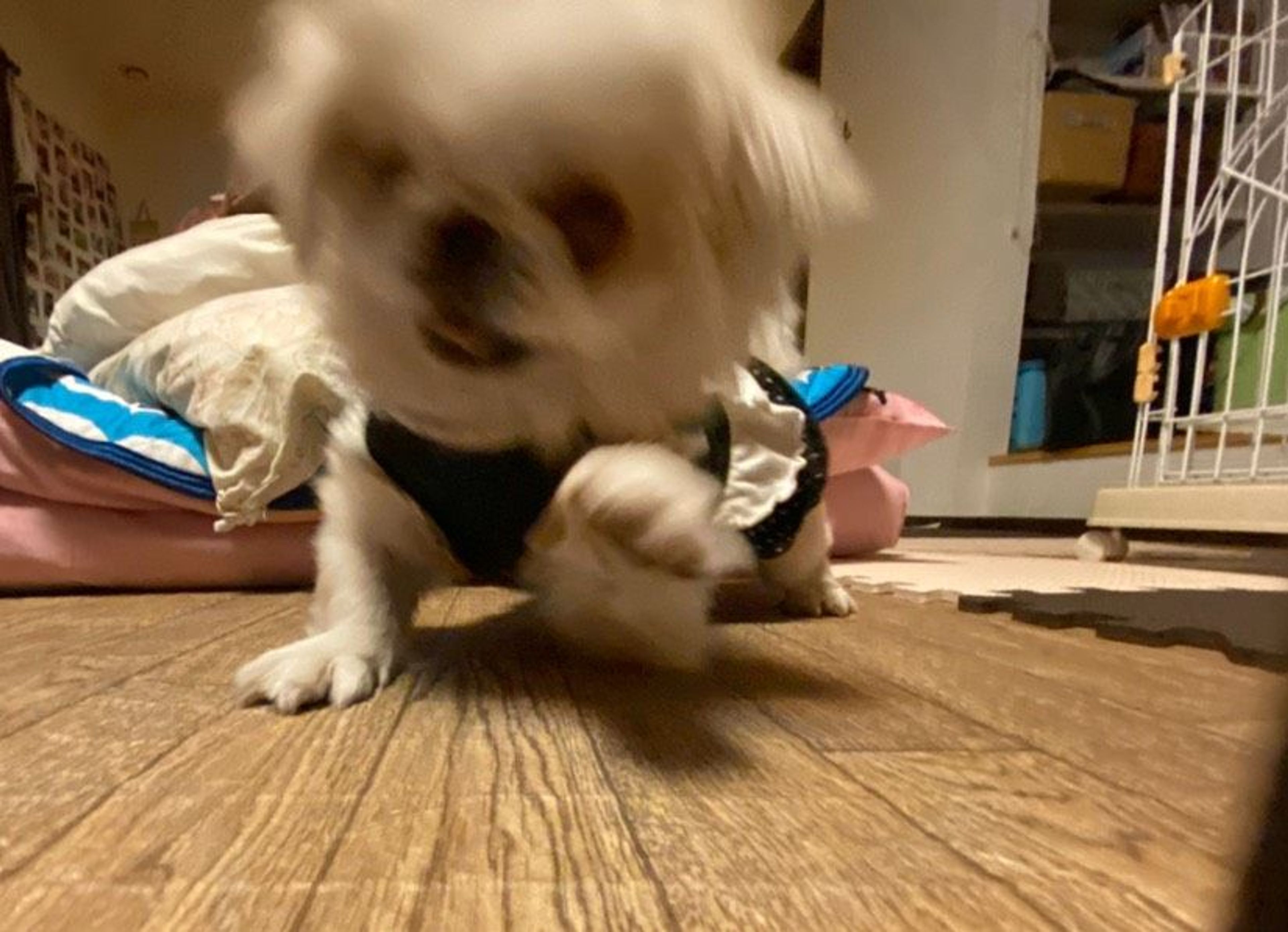 pet-image-8