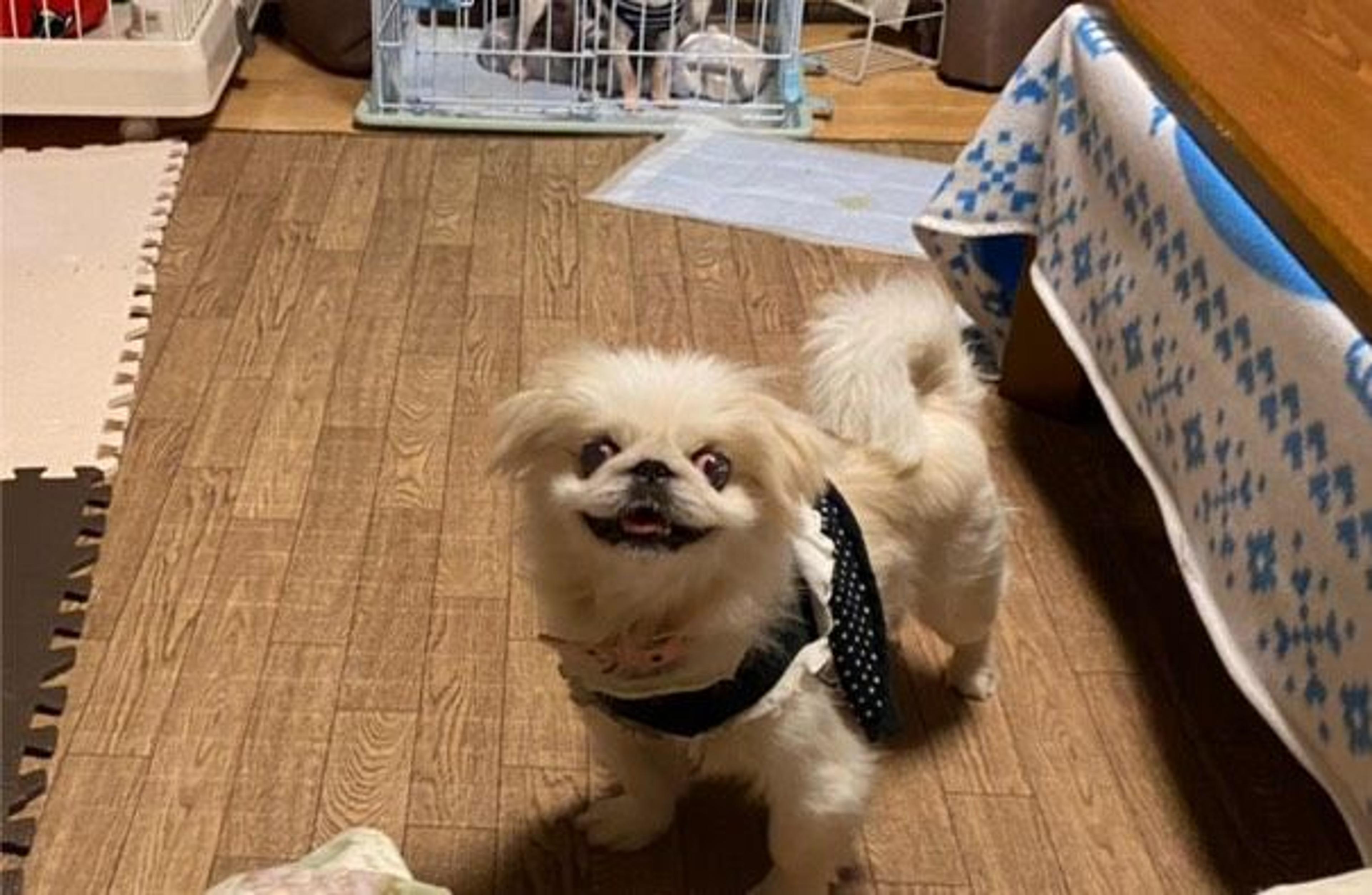 pet-image-9