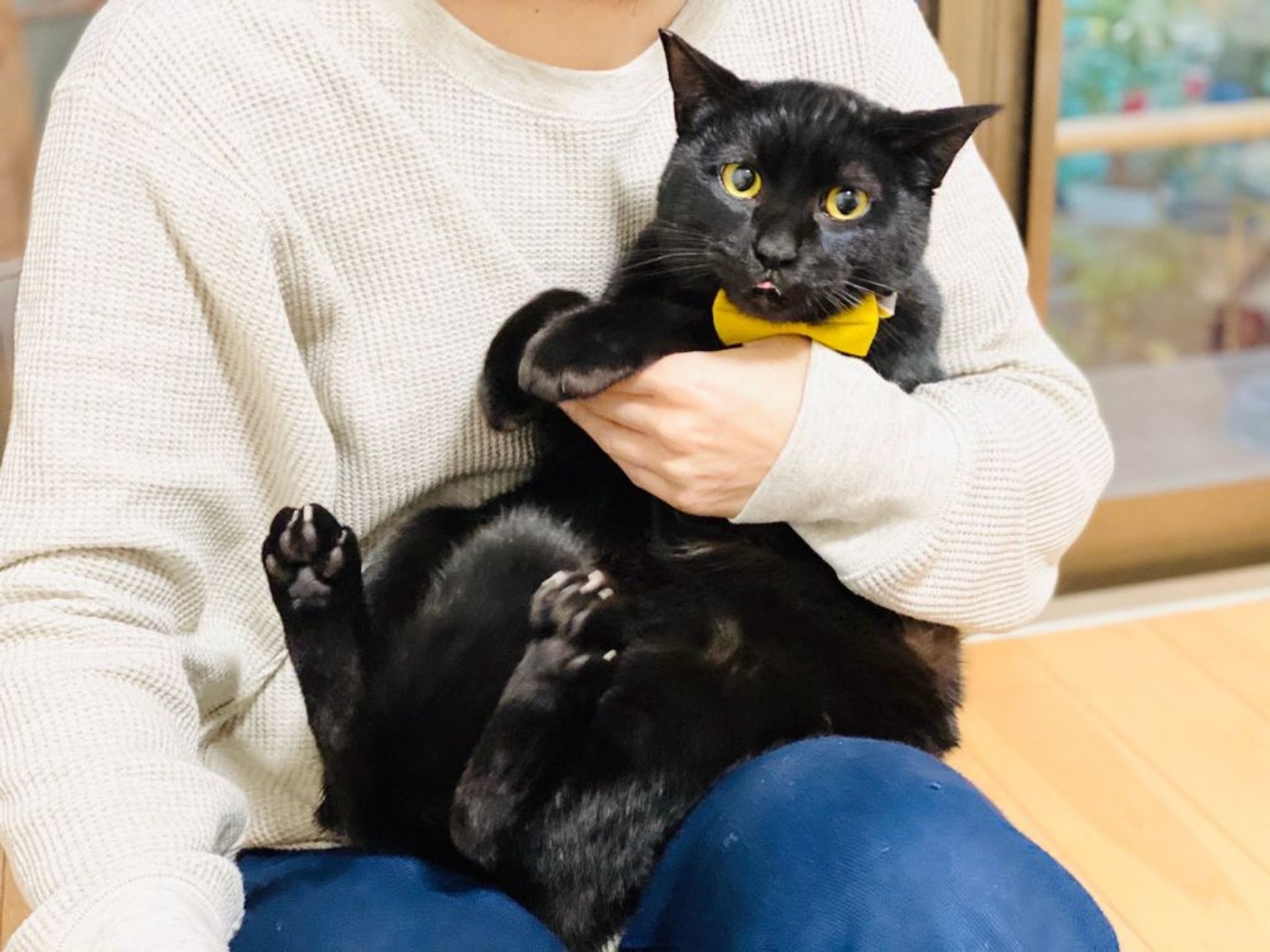 雑種（ミックス猫）・オスの里親募集の写真