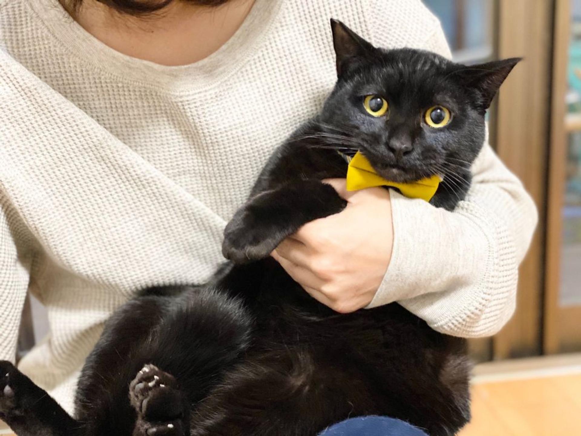 pet-image-3