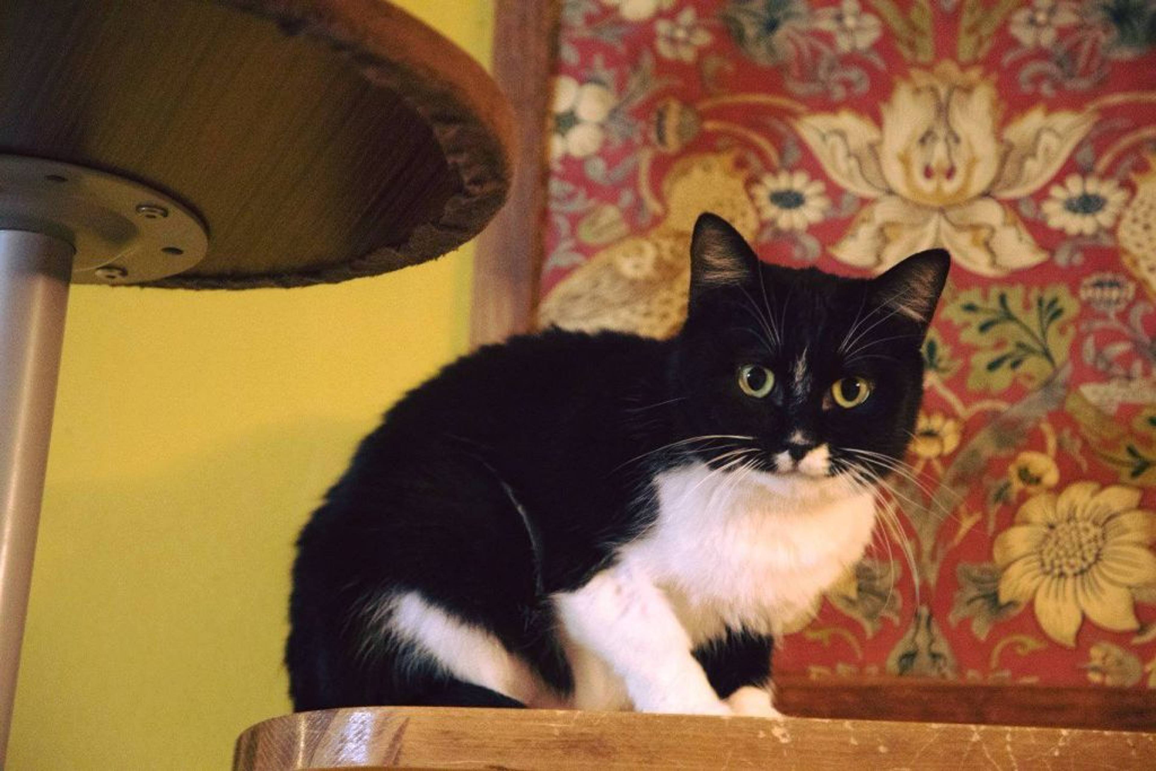 雑種（ミックス猫）・メスの里親募集の写真