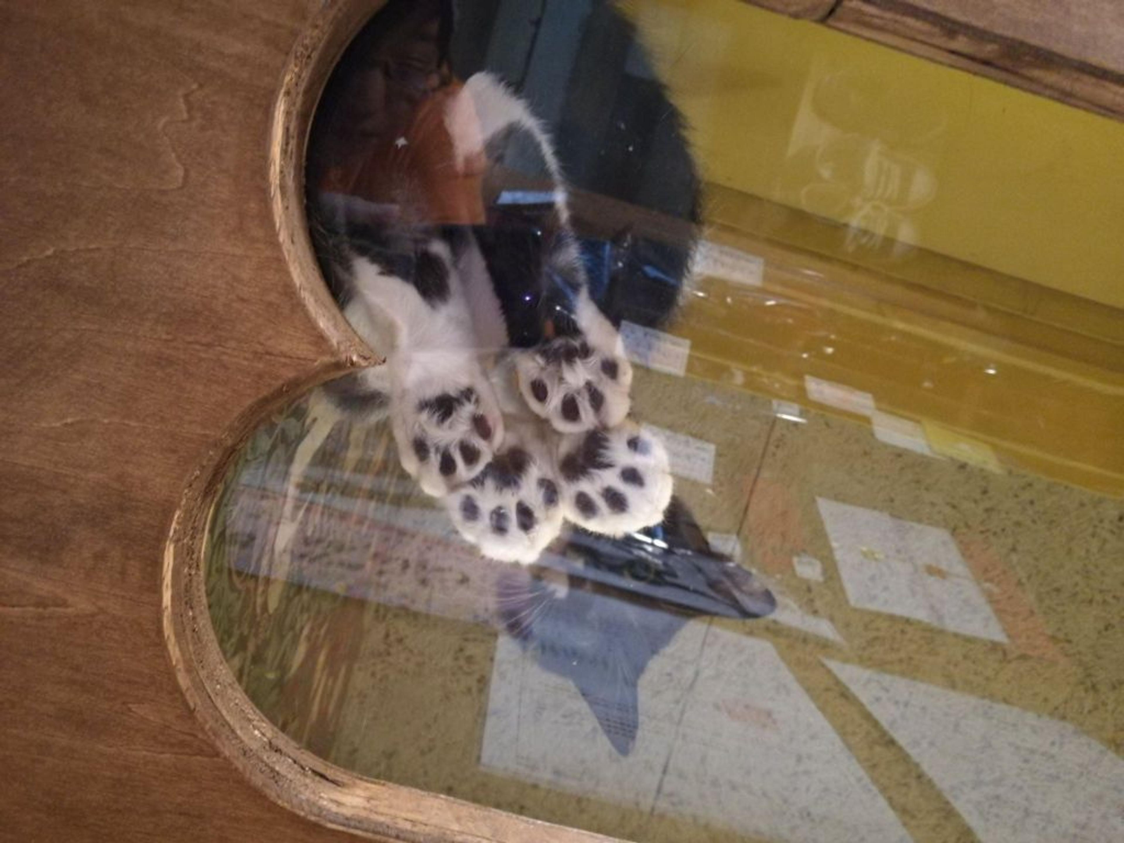 pet-image-3