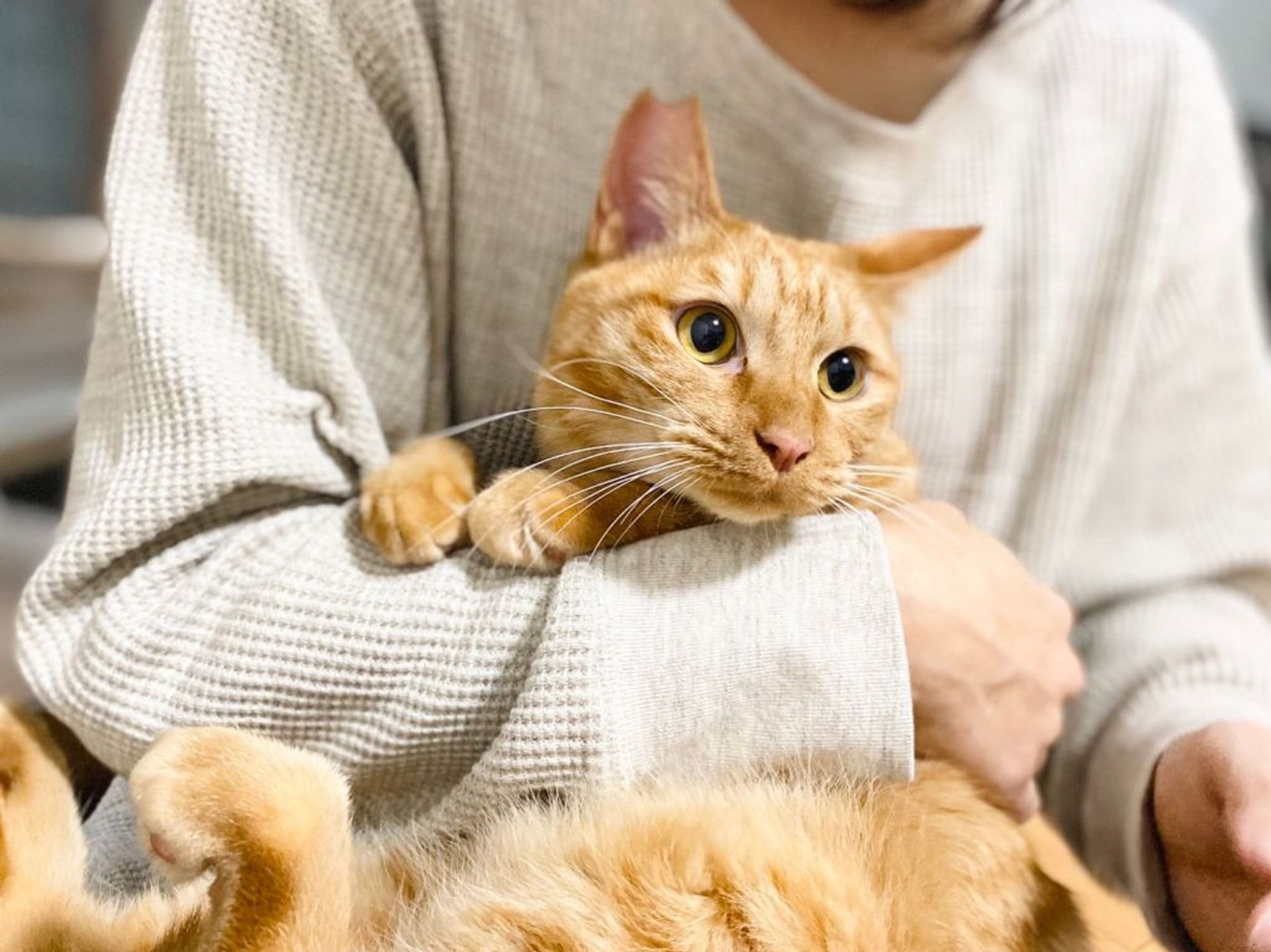 雑種（ミックス猫）・オスの里親募集の写真