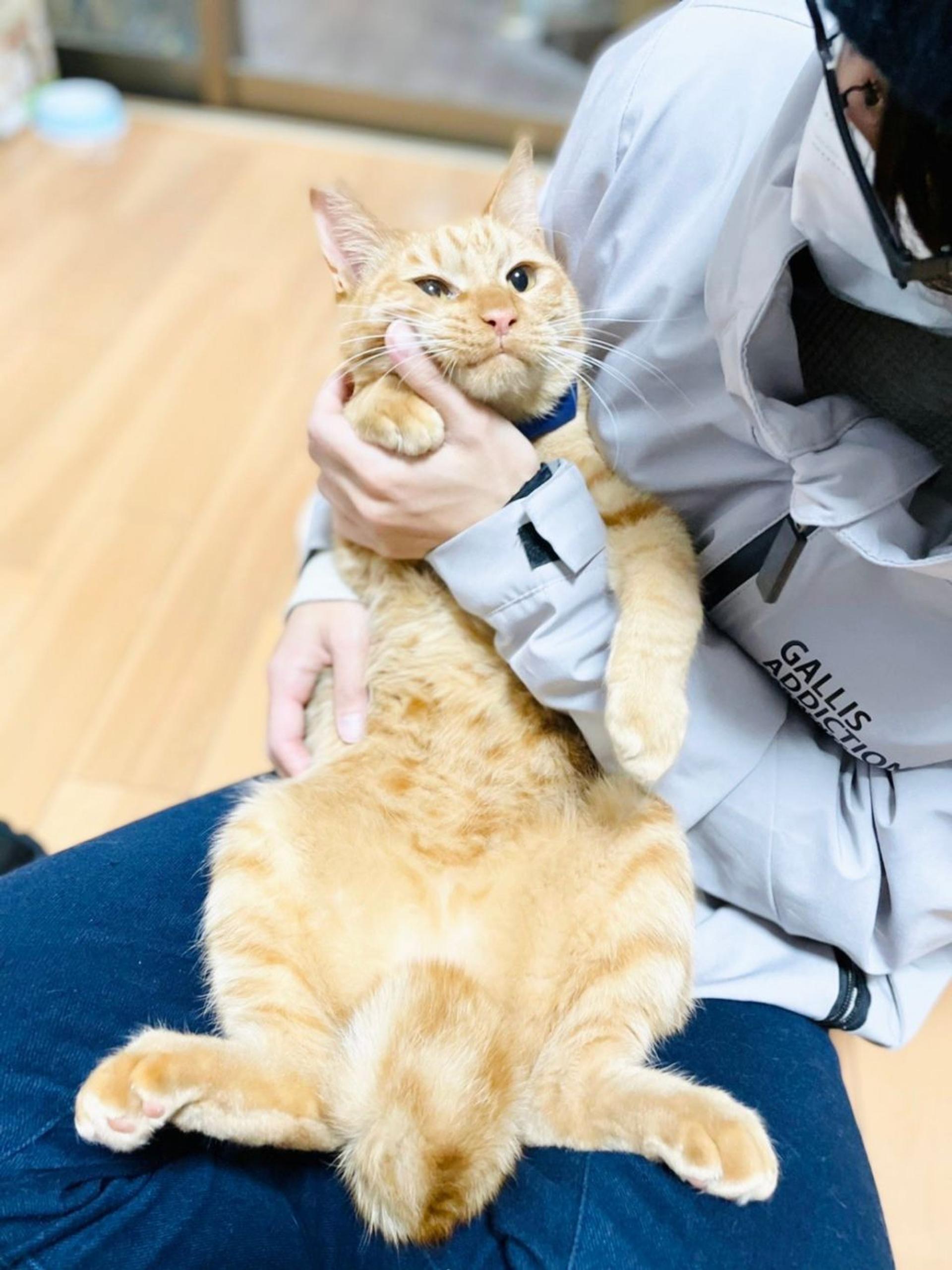 pet-image-3