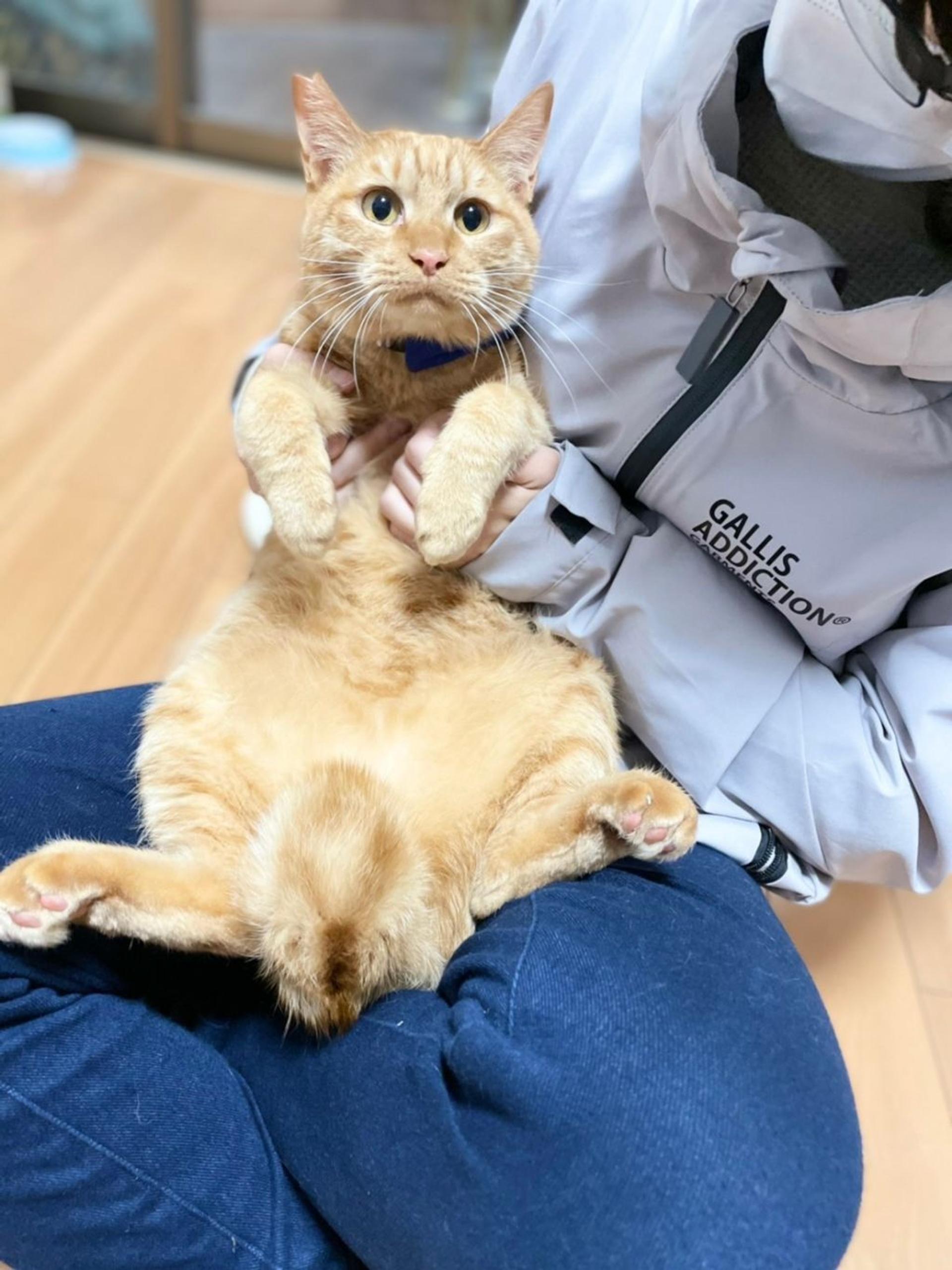 pet-image-4
