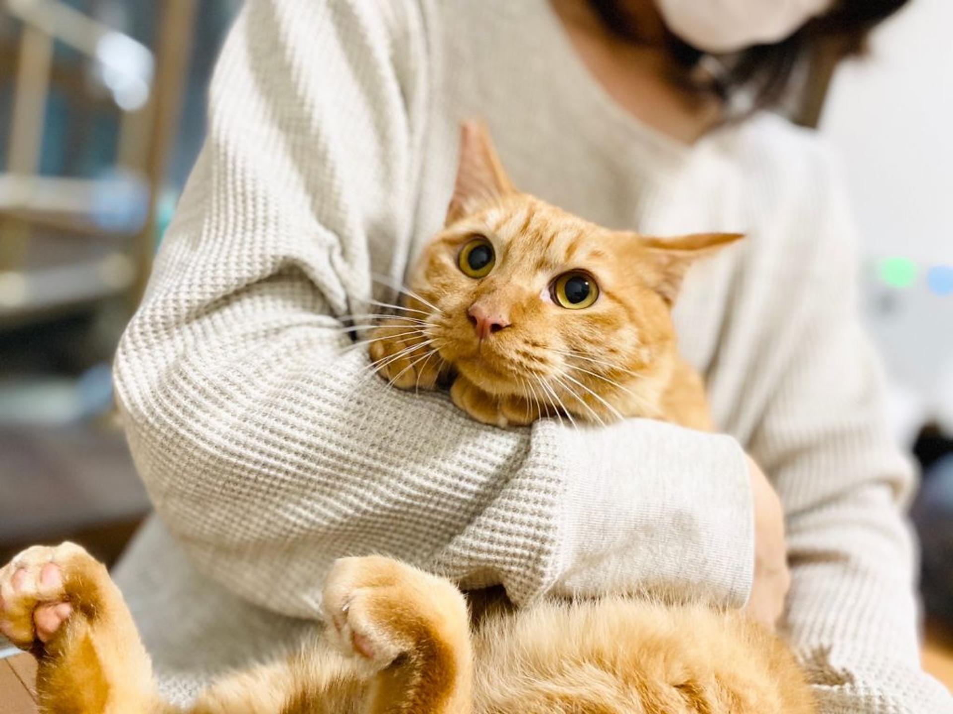 pet-image-7