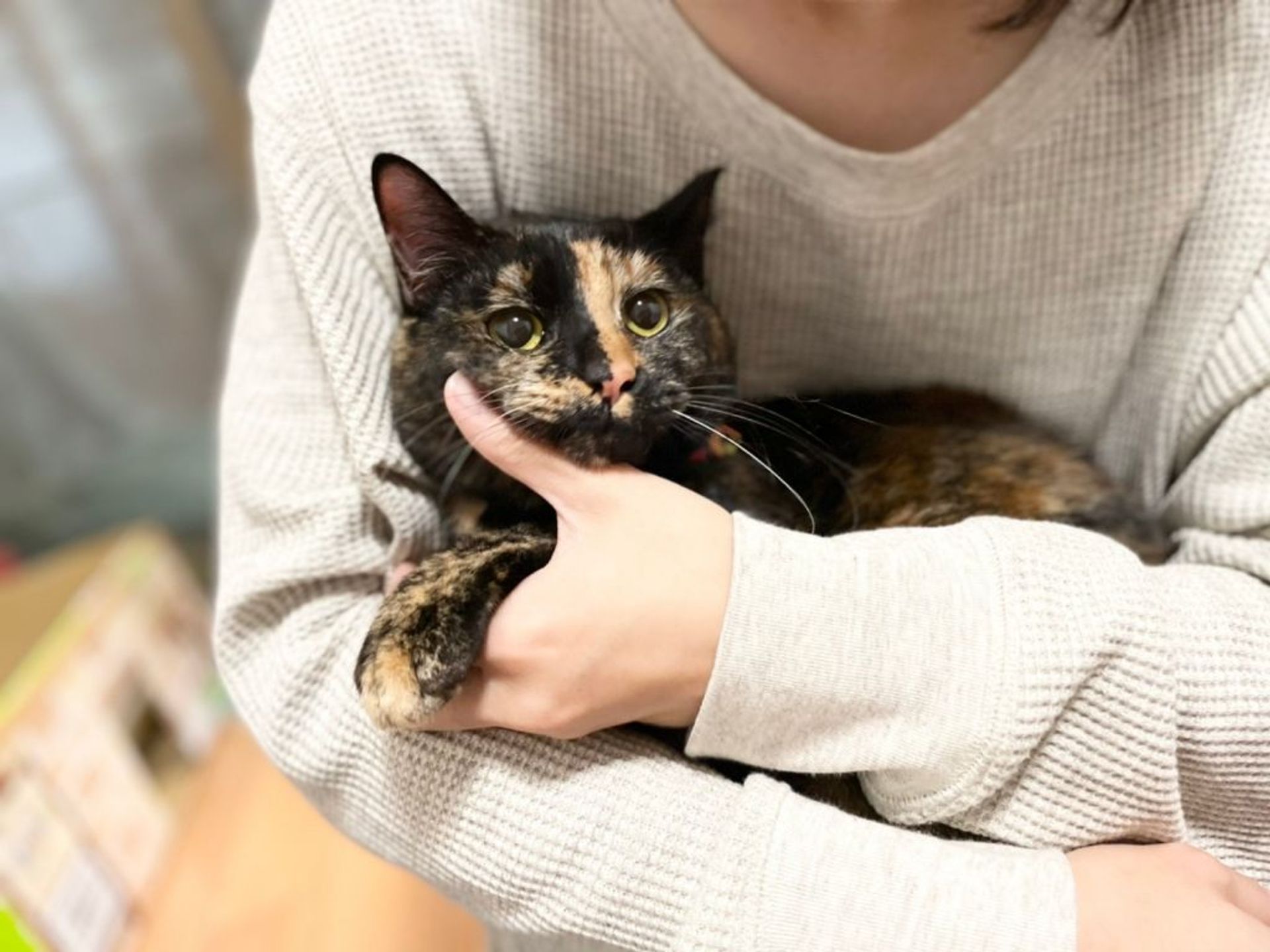 雑種（ミックス猫）・メスの里親募集の写真