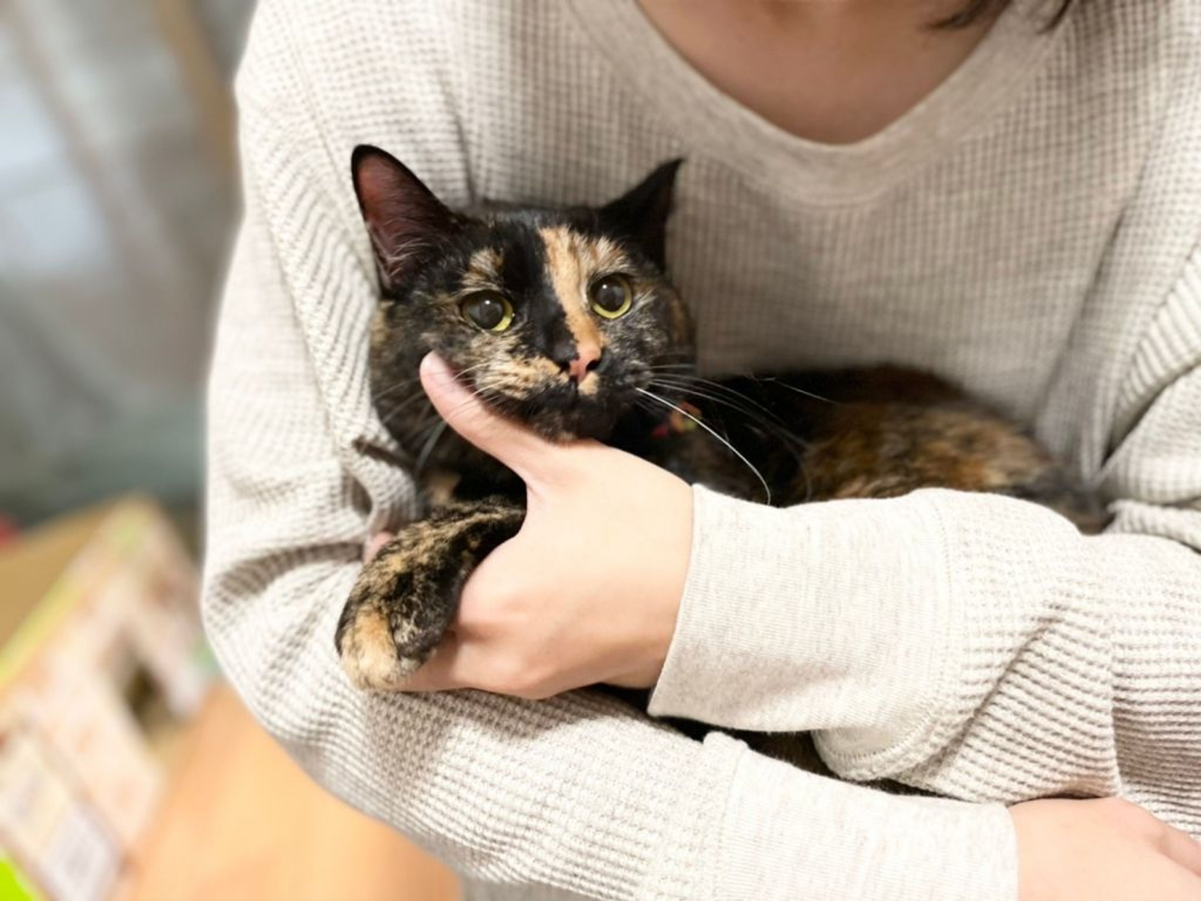 雑種（ミックス猫）・メスの里親募集の写真