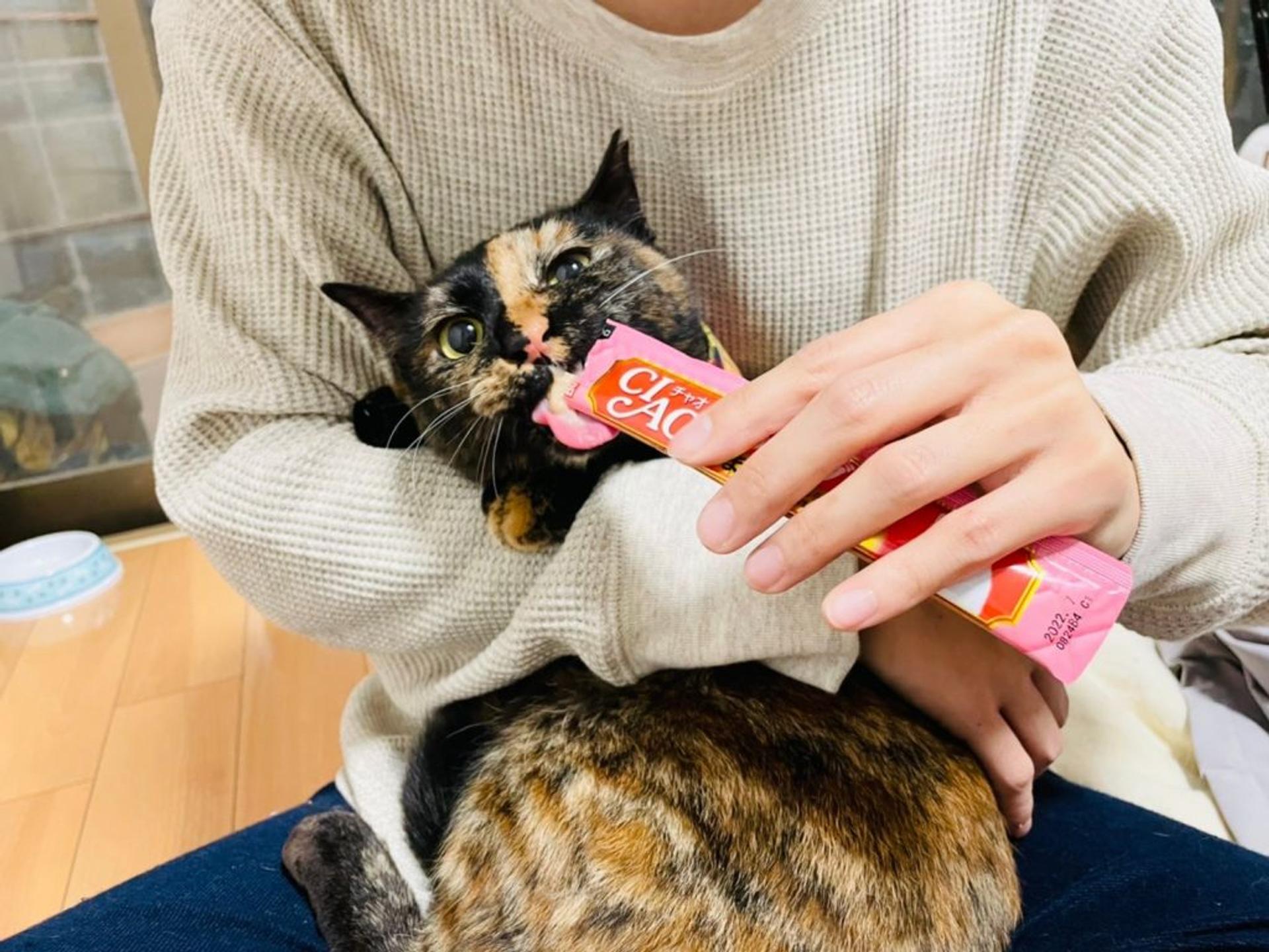 pet-image-3