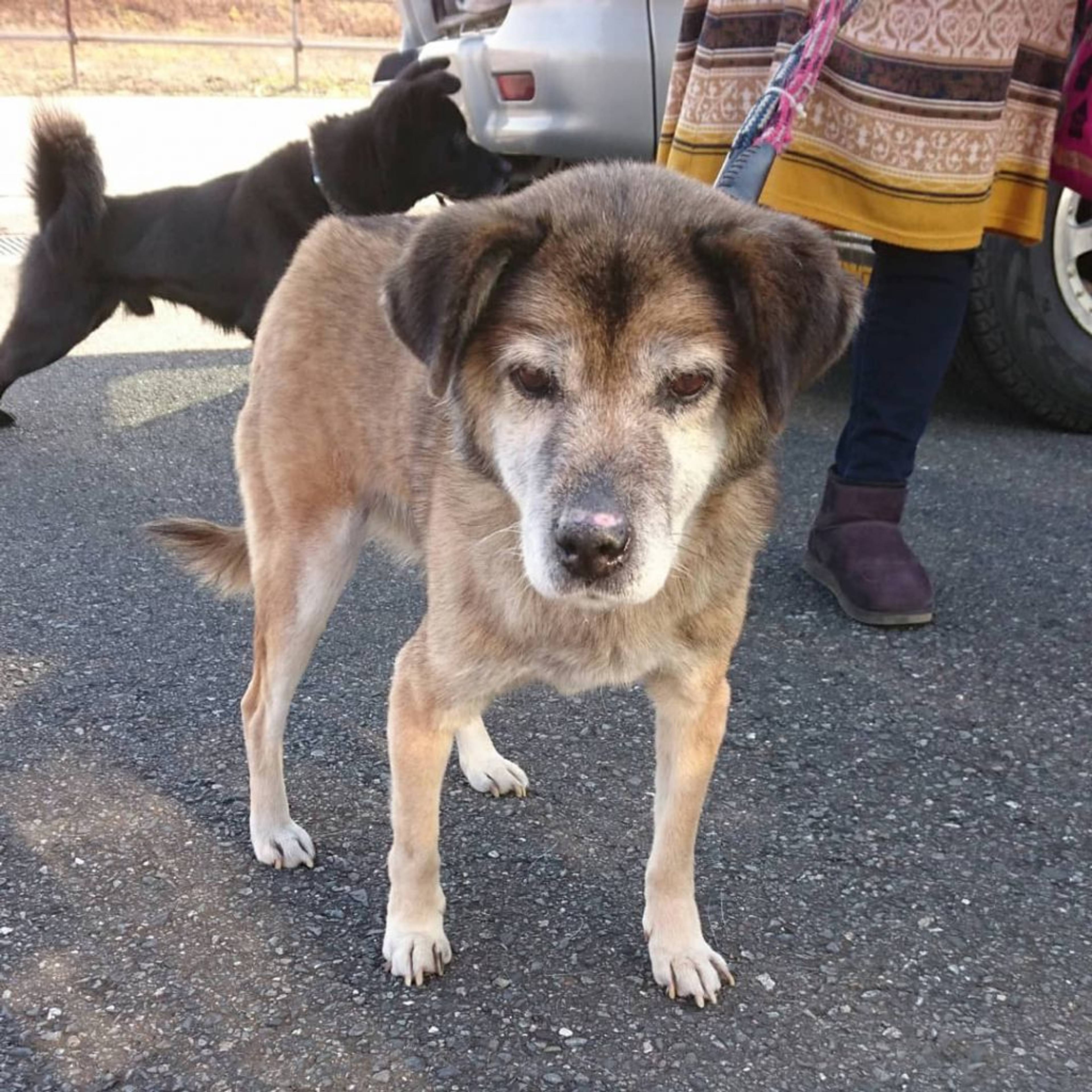 雑種（ミックス犬）・メスの里親募集の写真