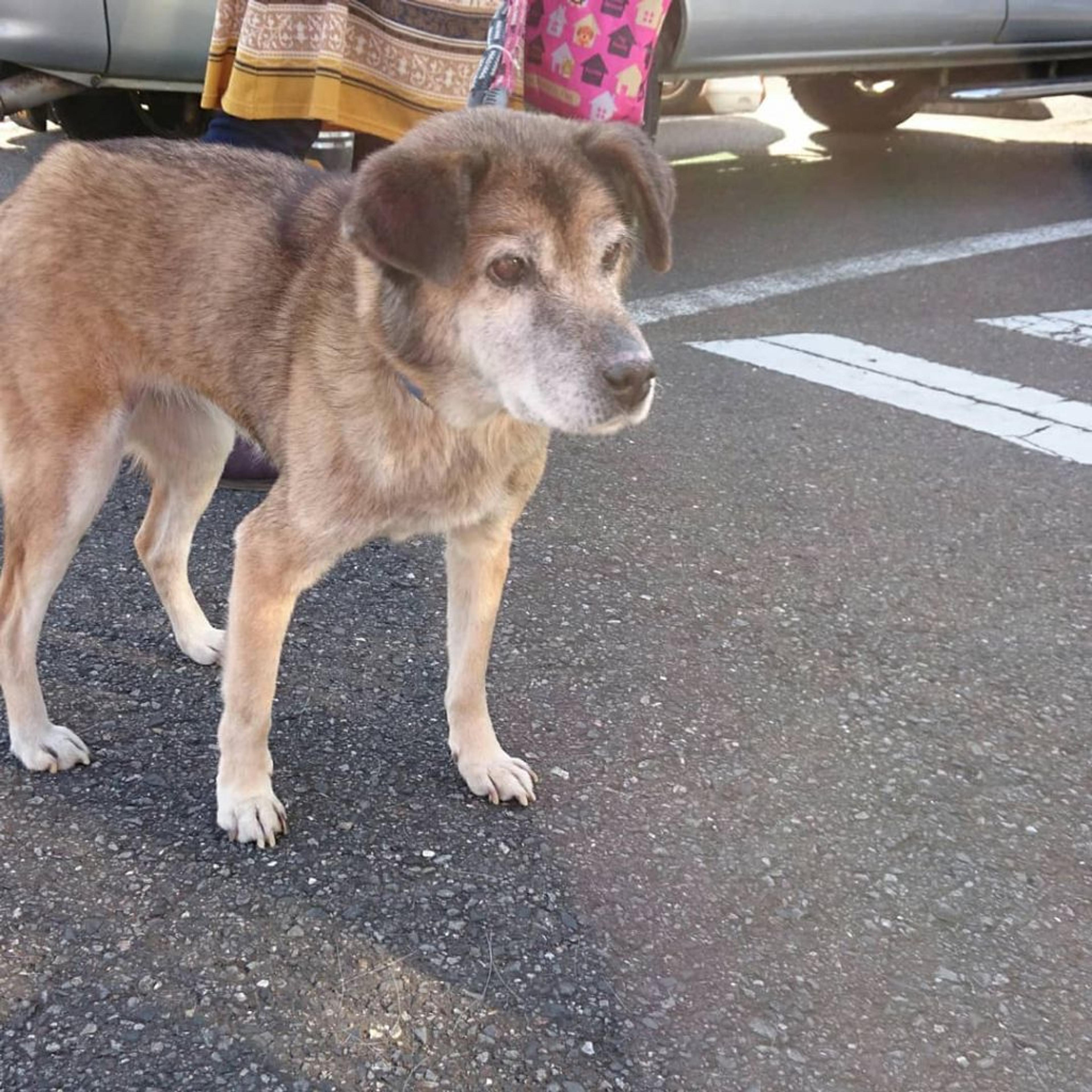 pet-image-3