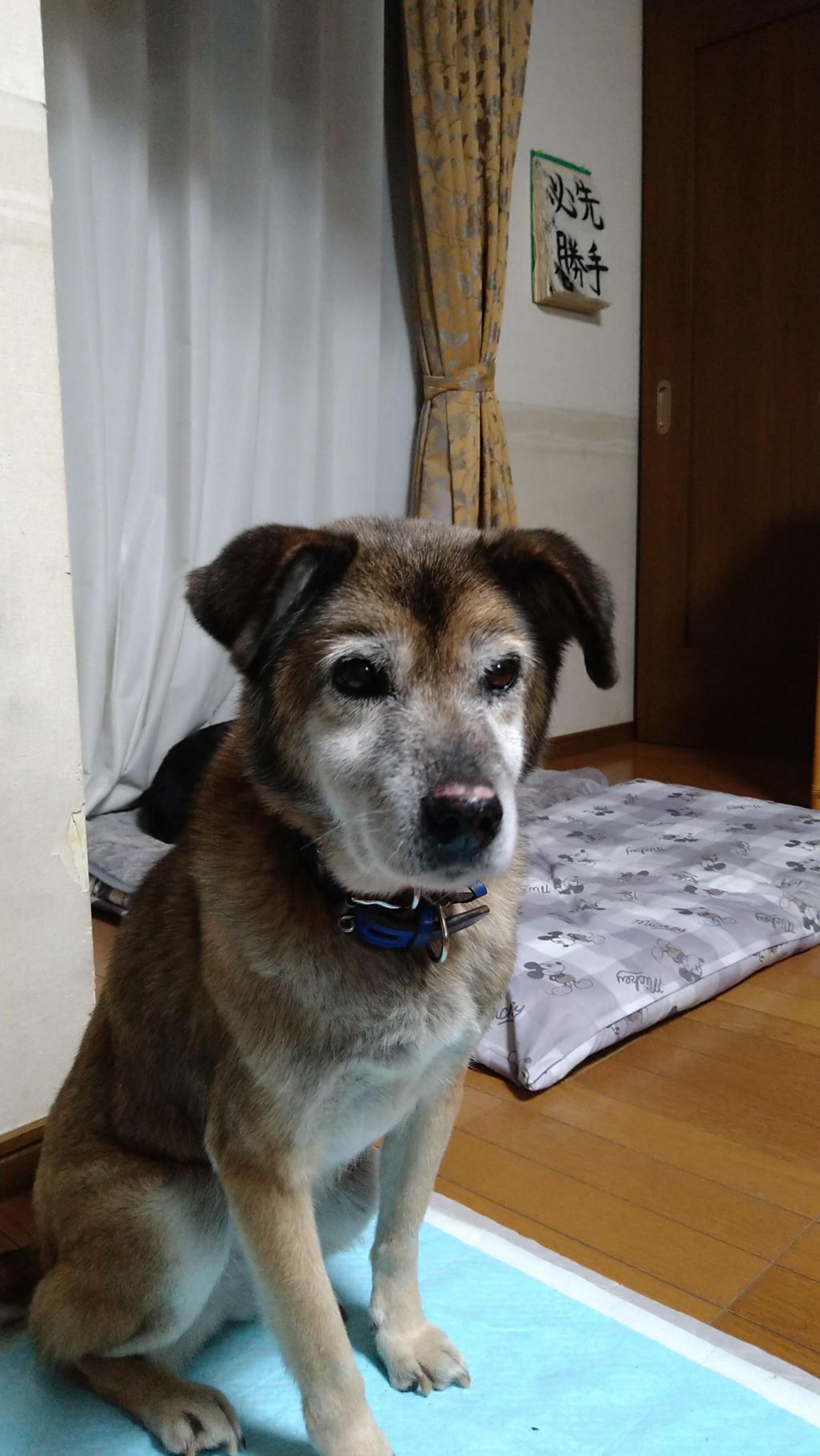 pet-image-5