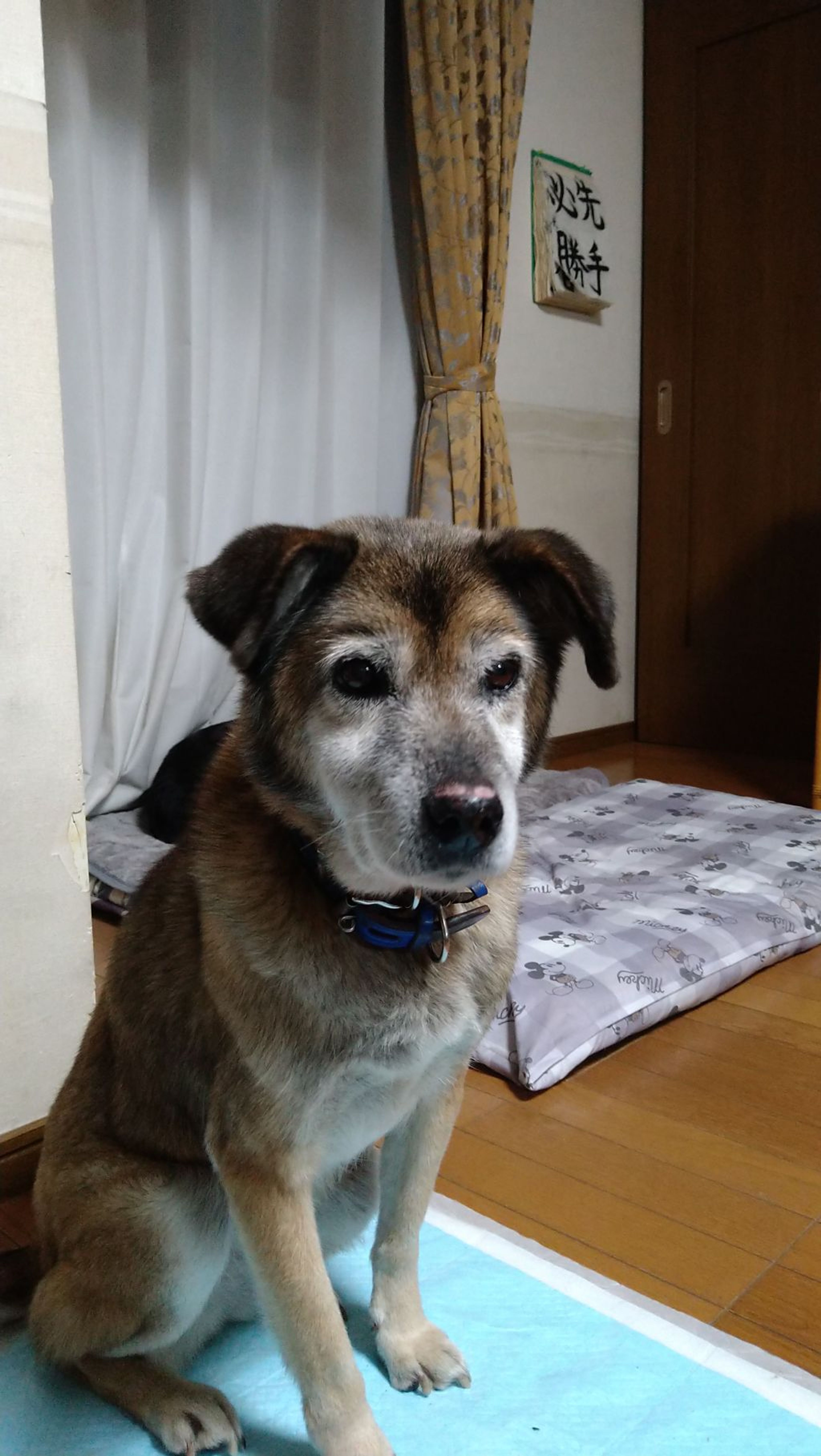 pet-image-5