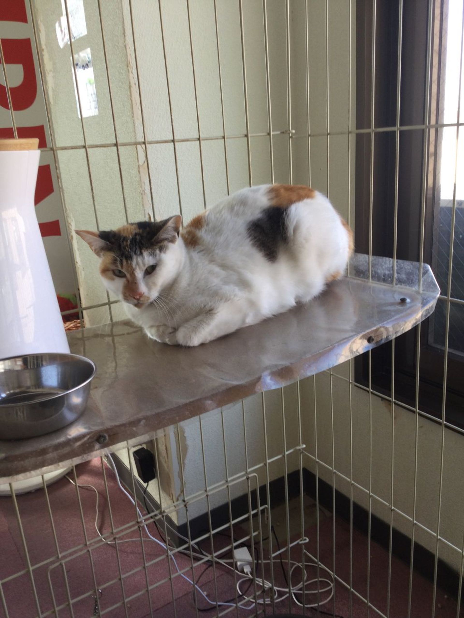 雑種（ミックス猫）・メスの里親募集の写真