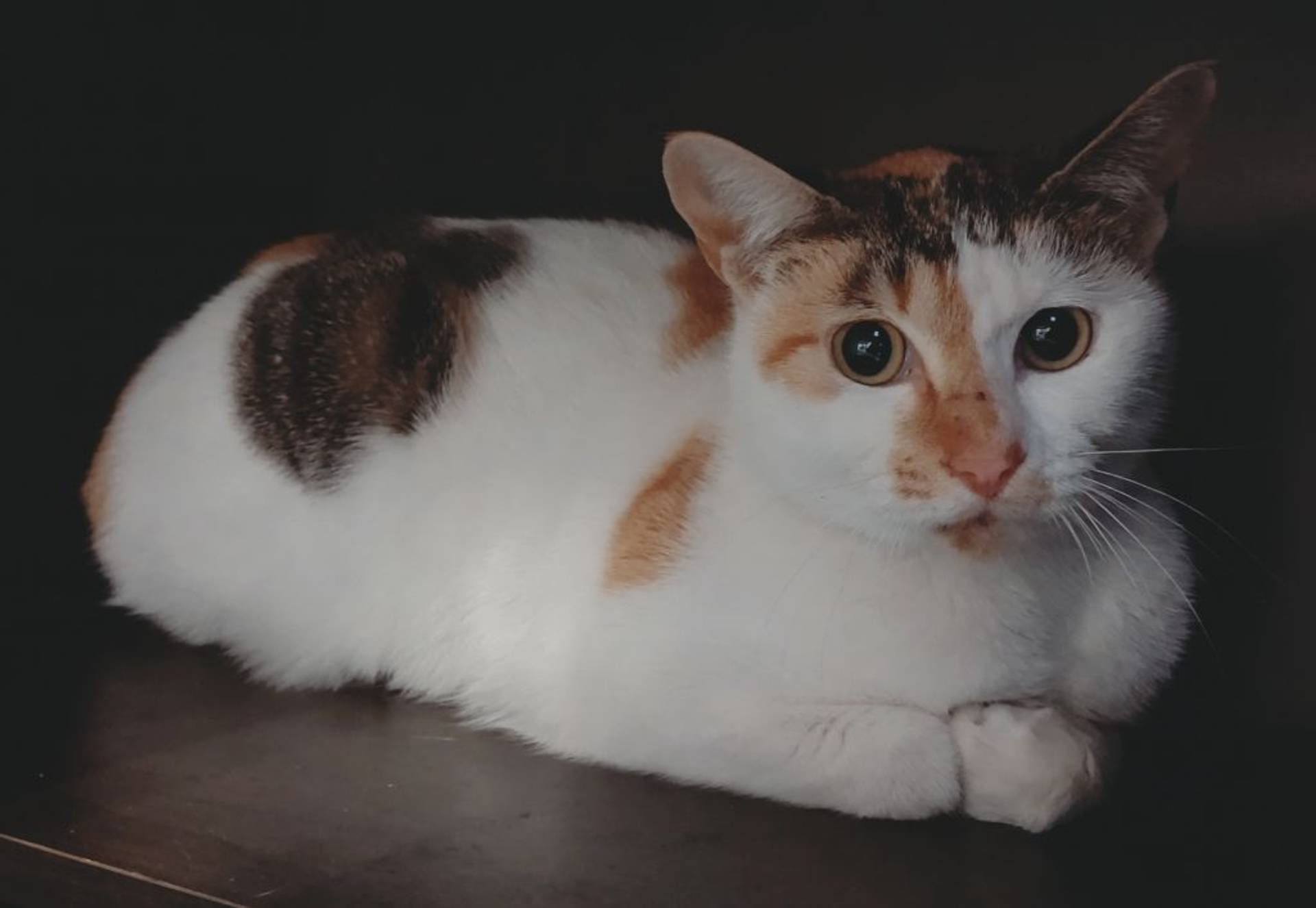 雑種（ミックス猫）・メスの里親募集の写真