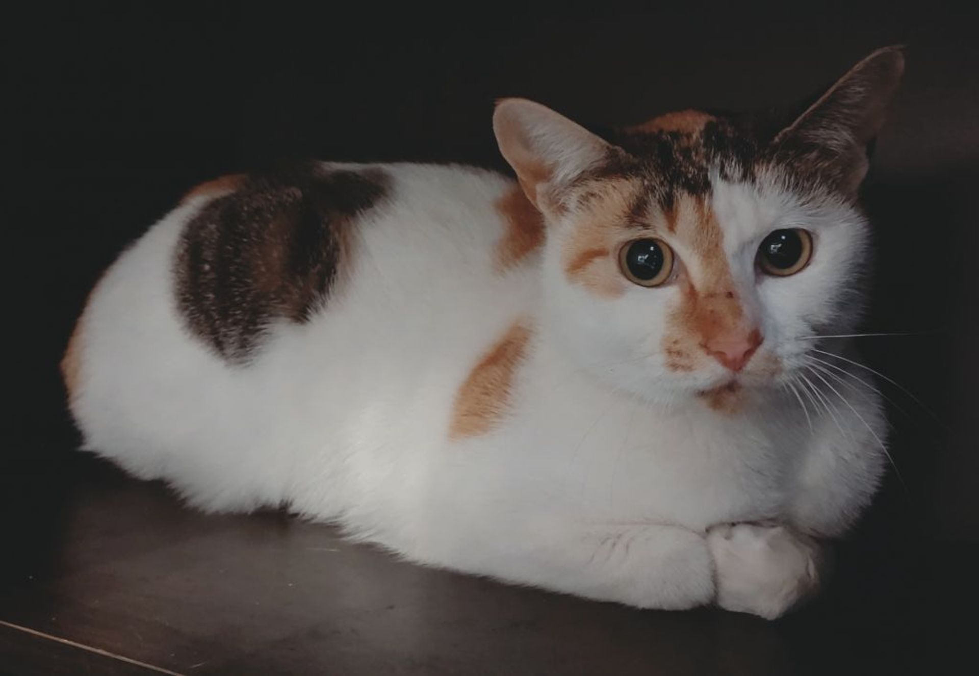 雑種（ミックス猫）・メスの里親募集の写真