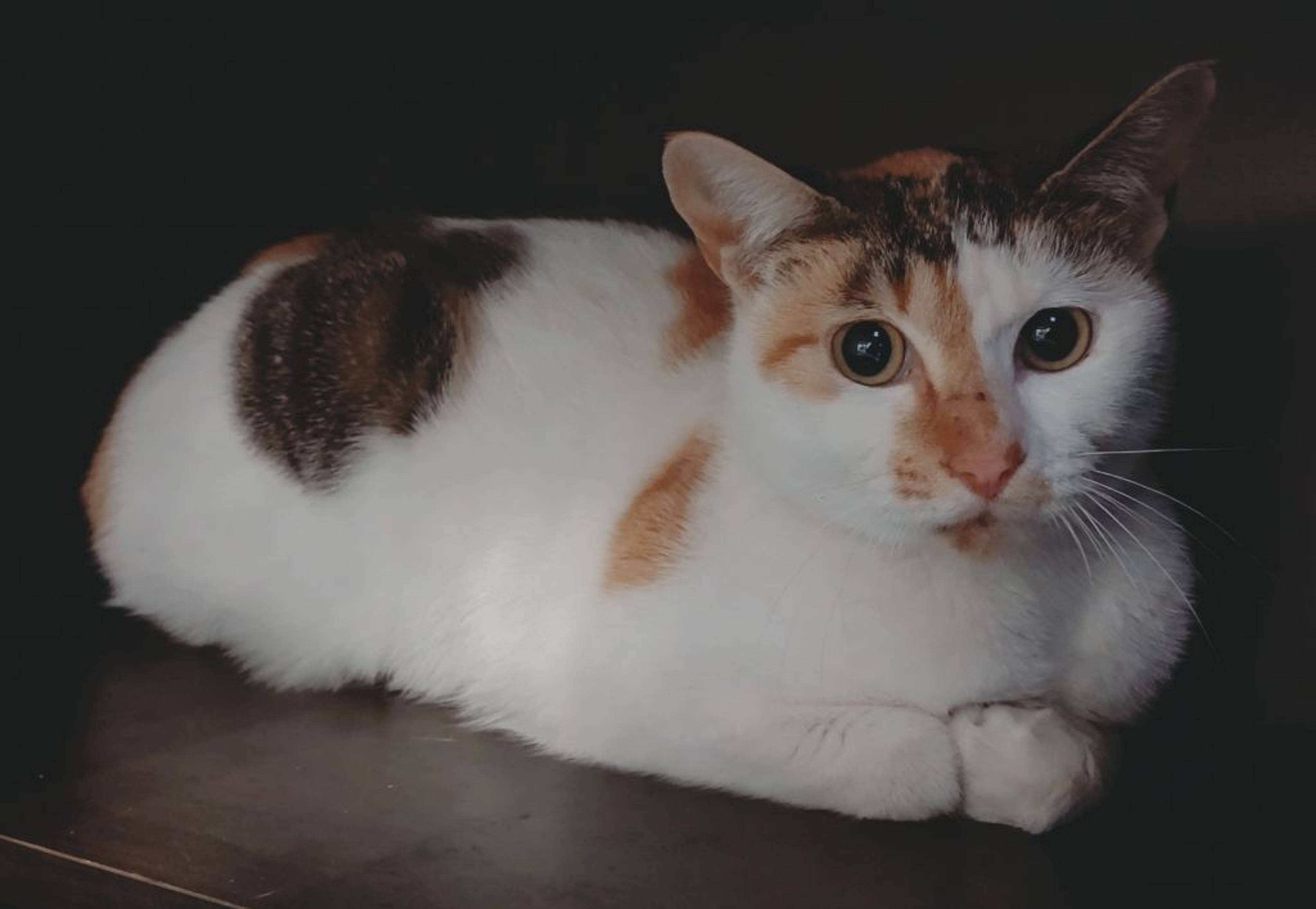 雑種（ミックス猫）・メスの里親募集の写真