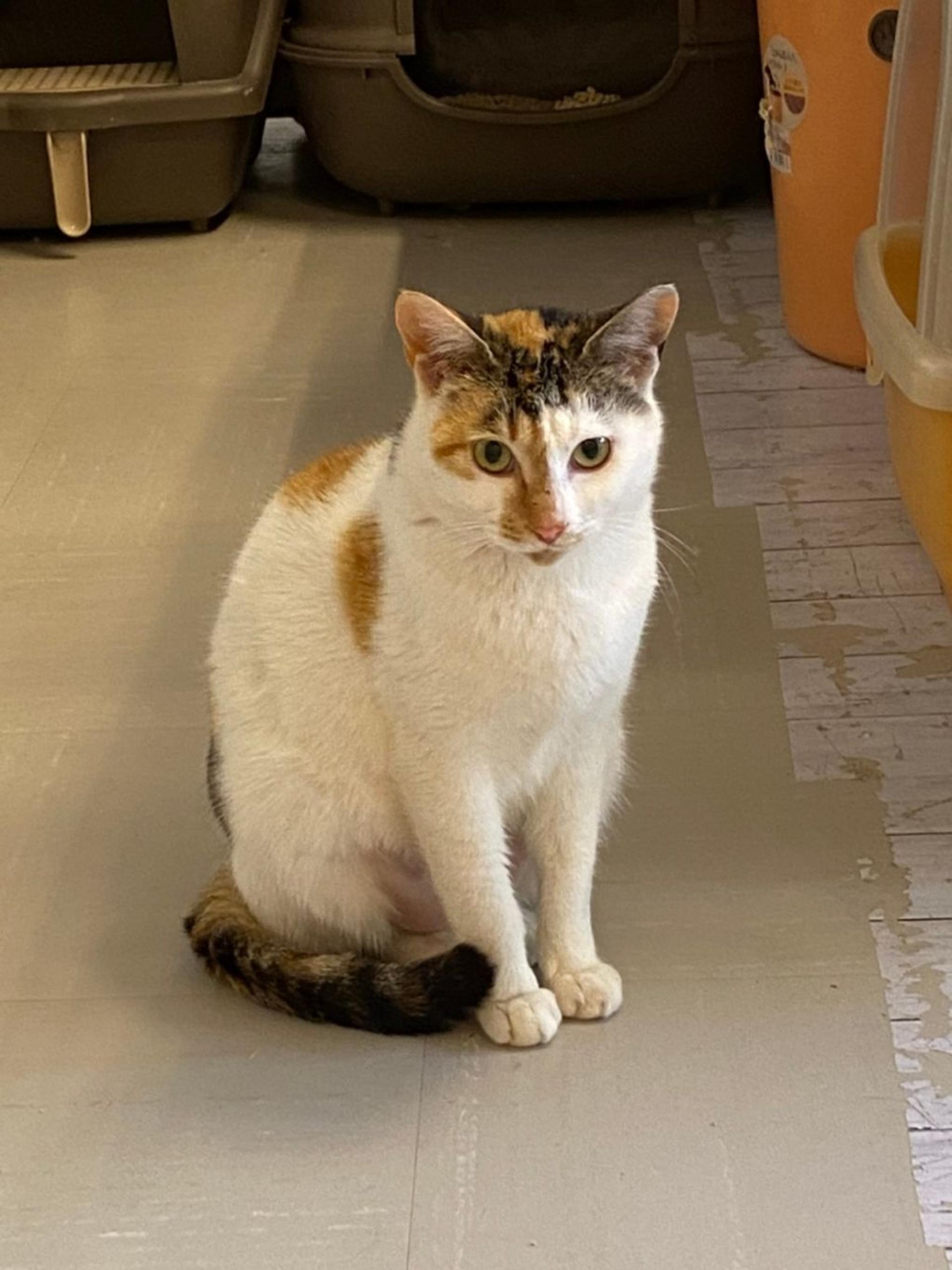 pet-image-2