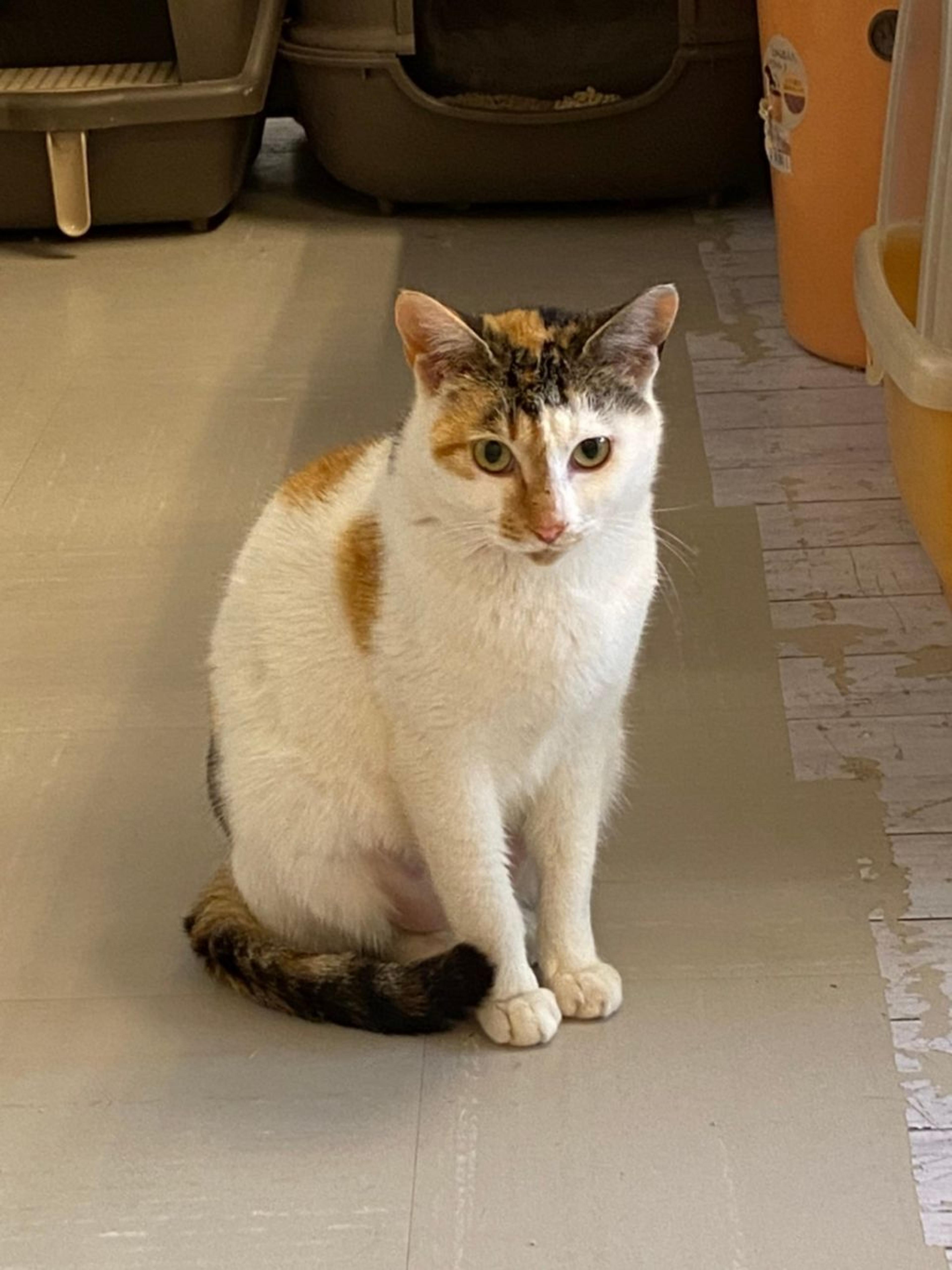 pet-image-2
