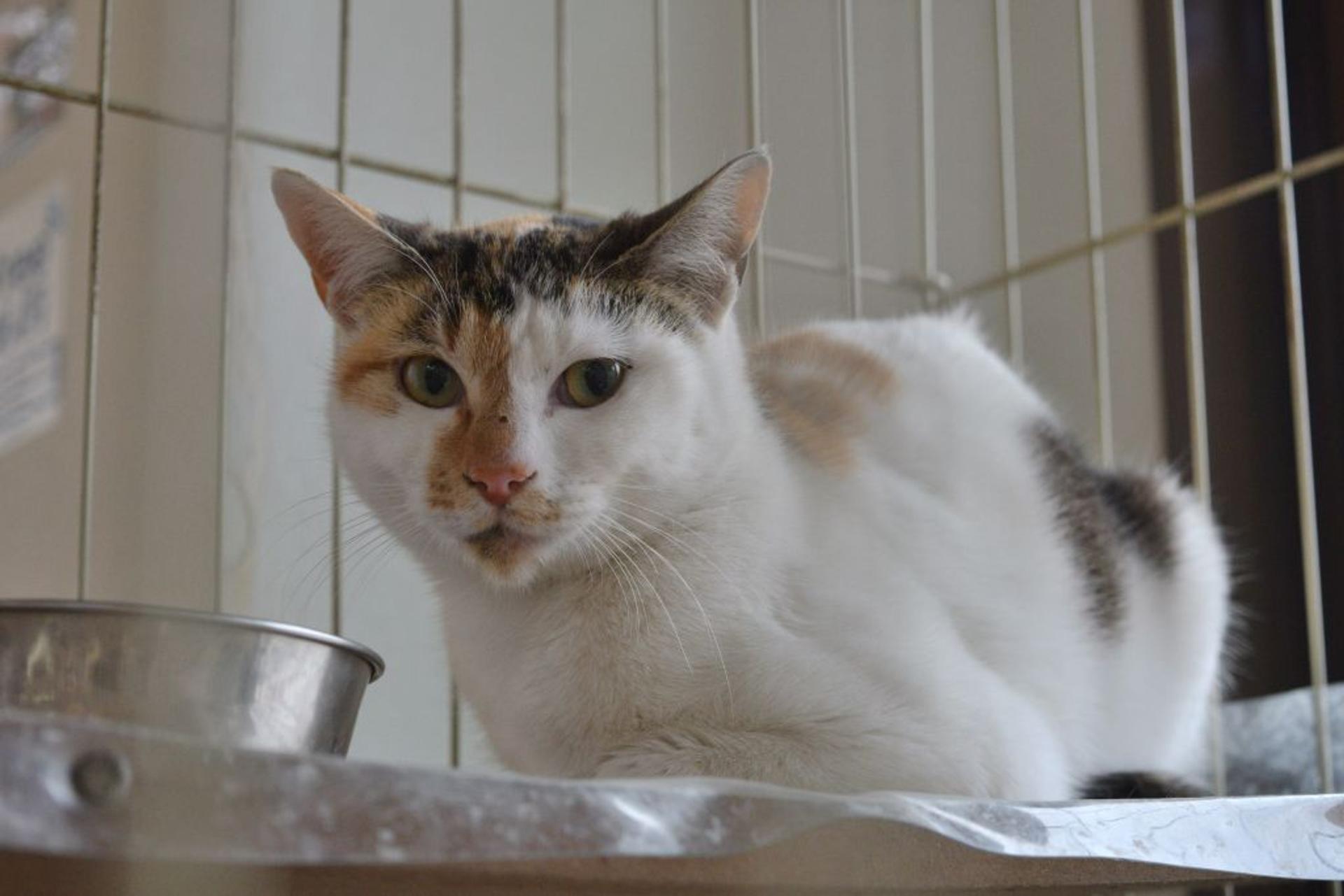 pet-image-4