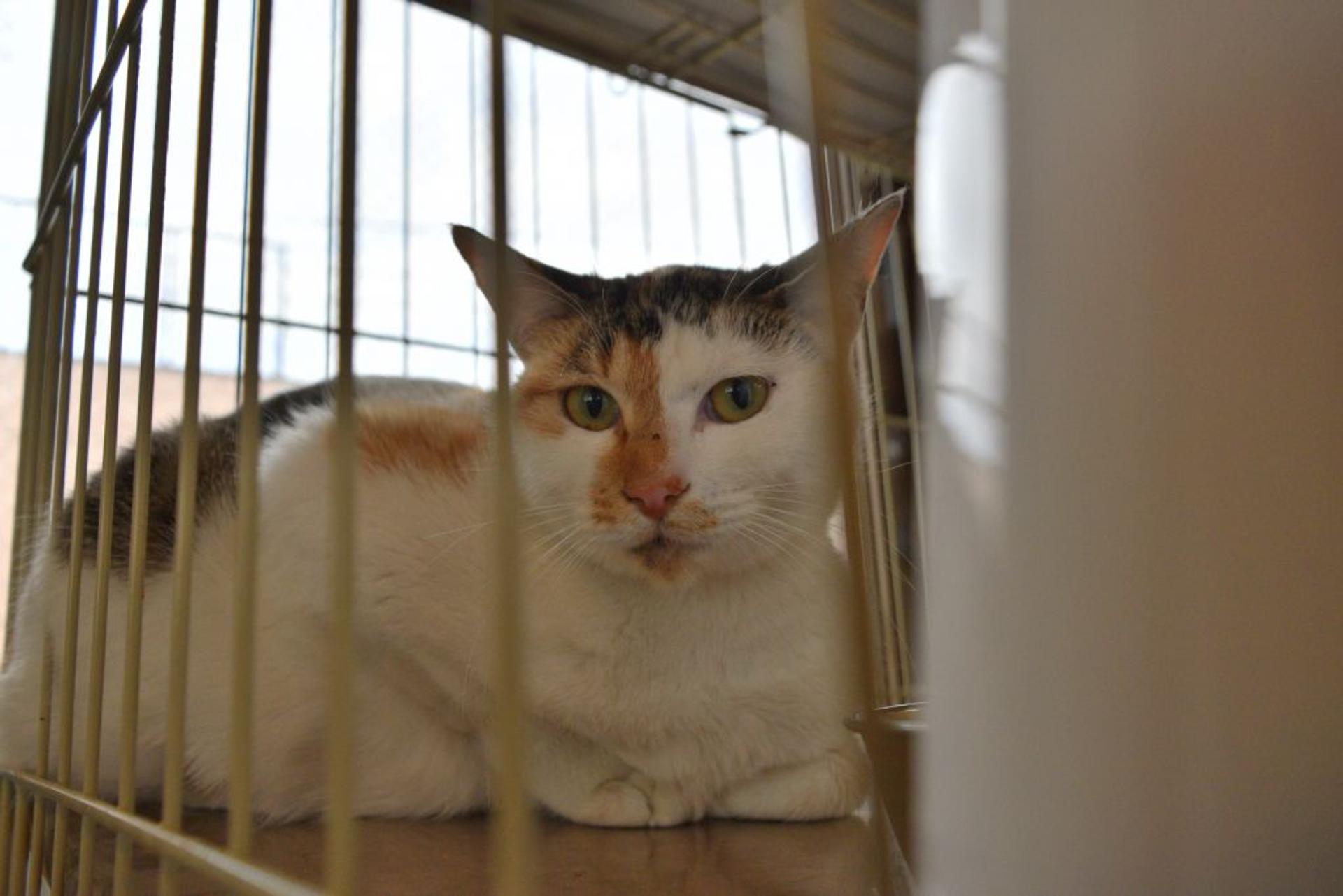 pet-image-6
