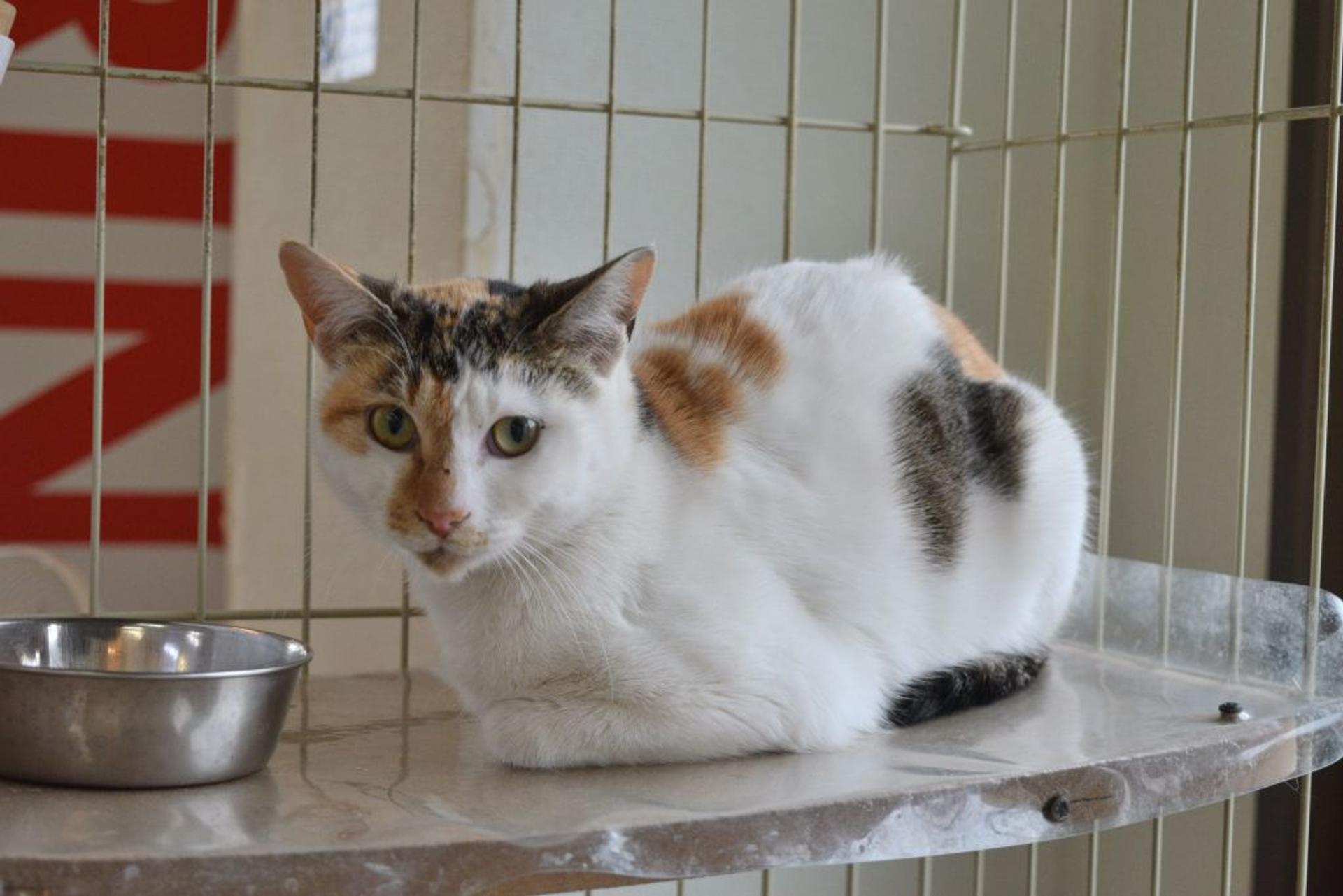 pet-image-7