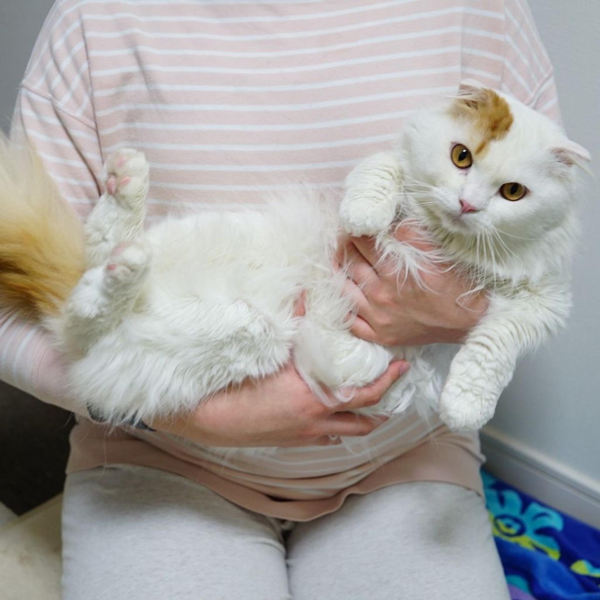 pet-image-4