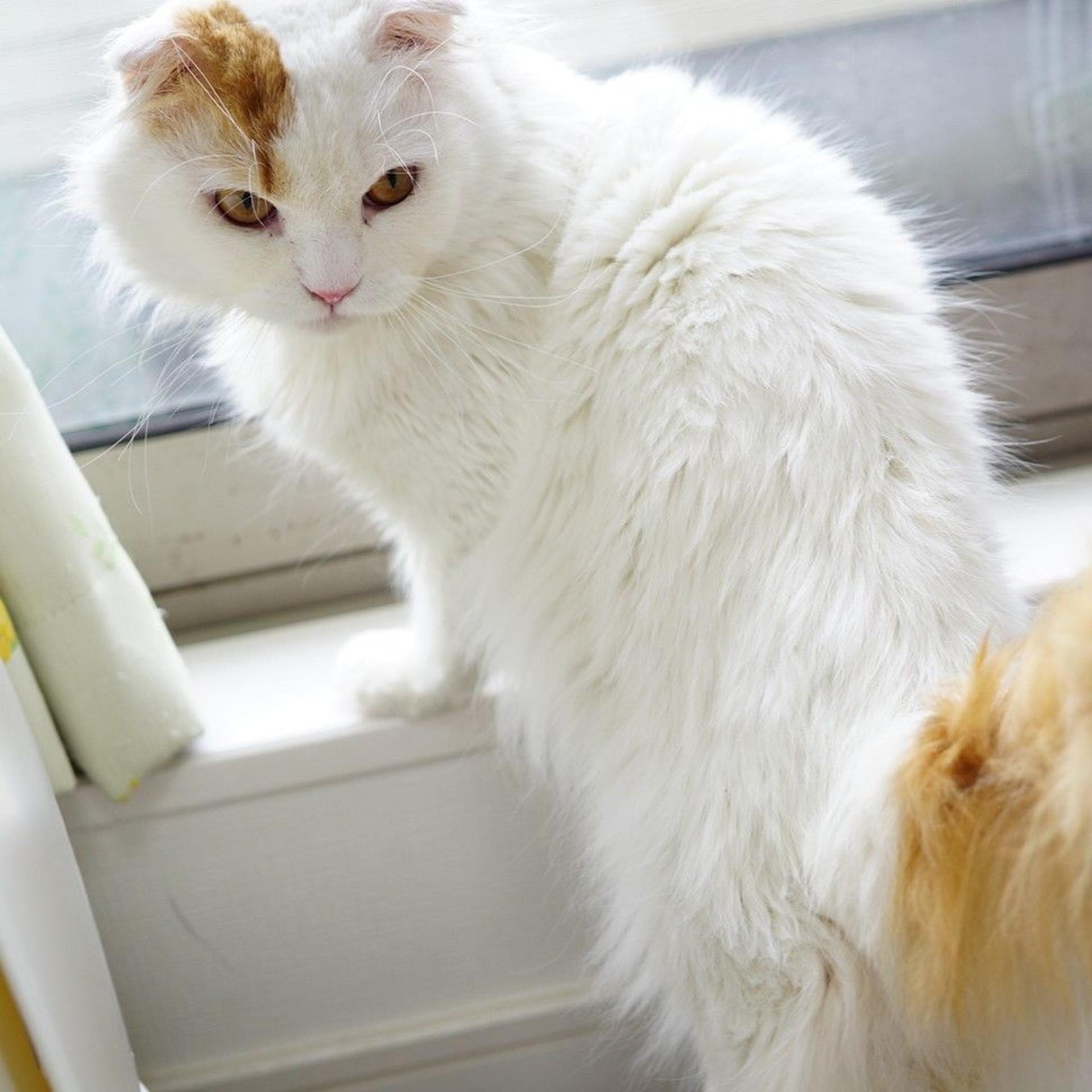pet-image-5