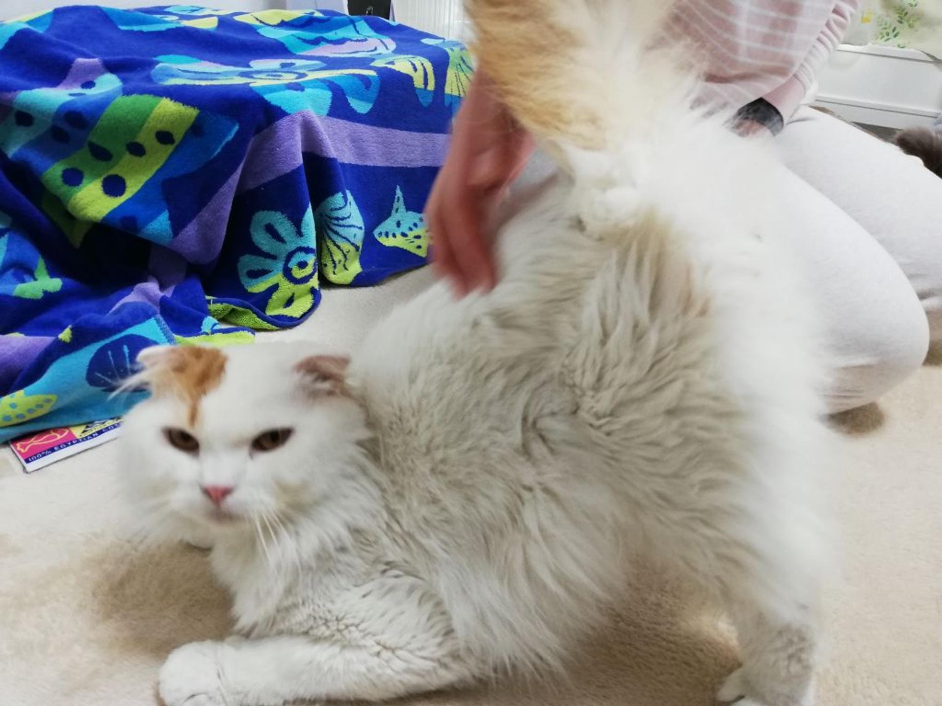 pet-image-7
