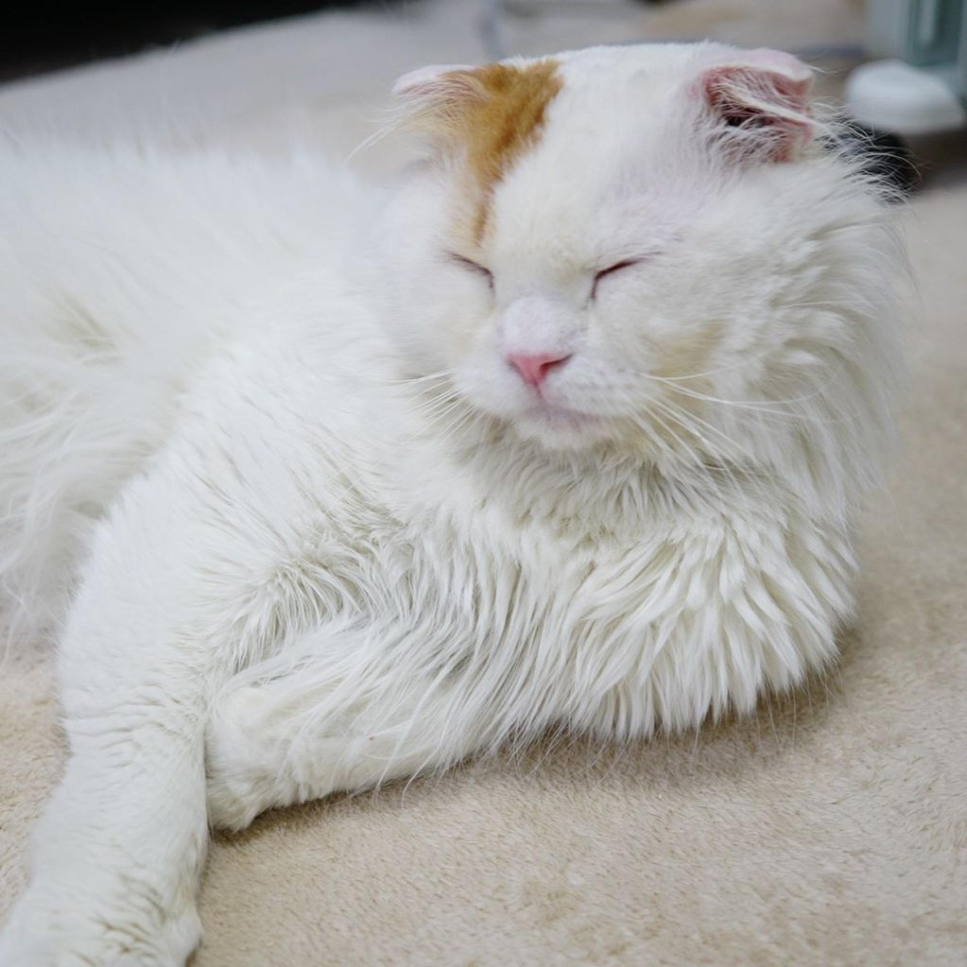 pet-image-8