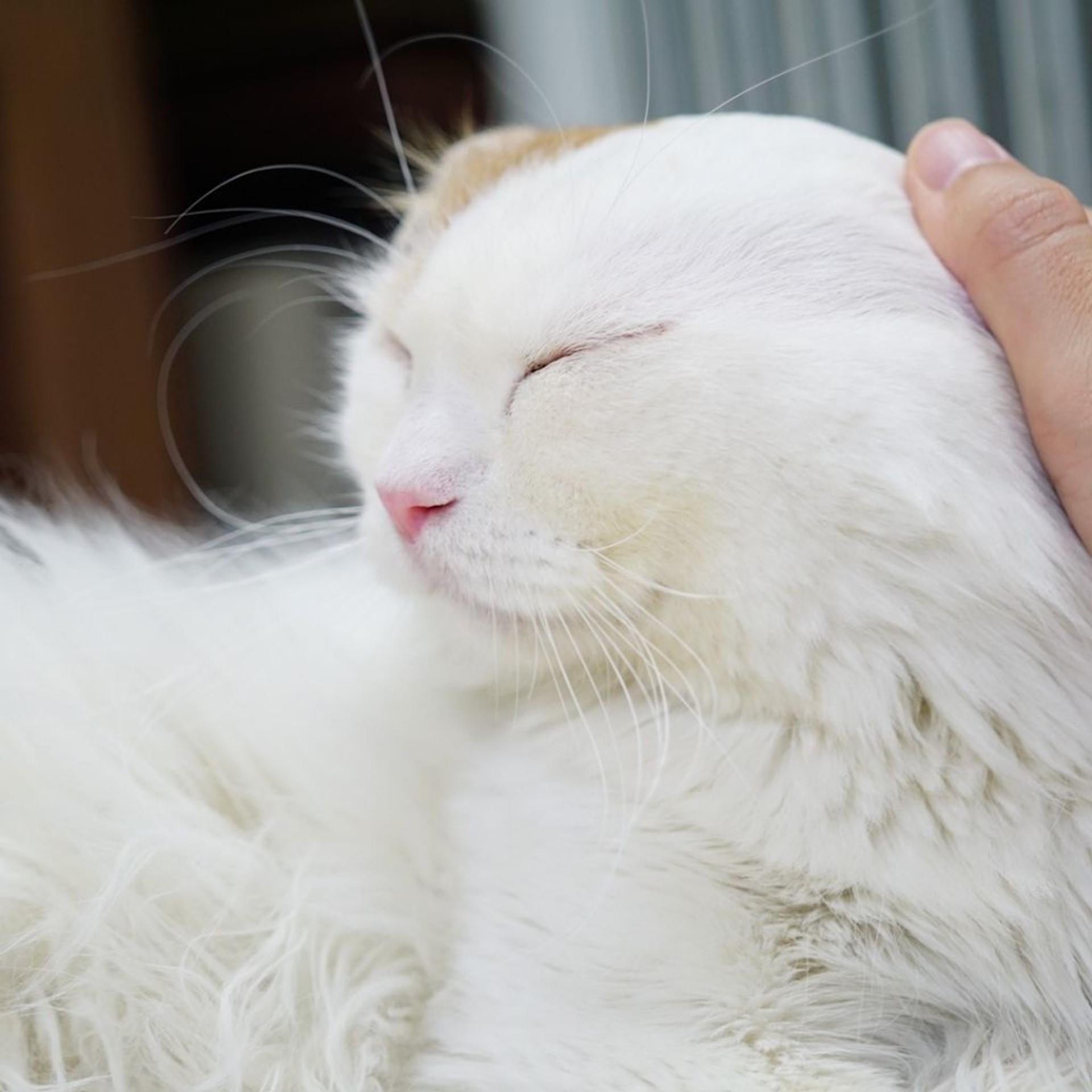 pet-image-9