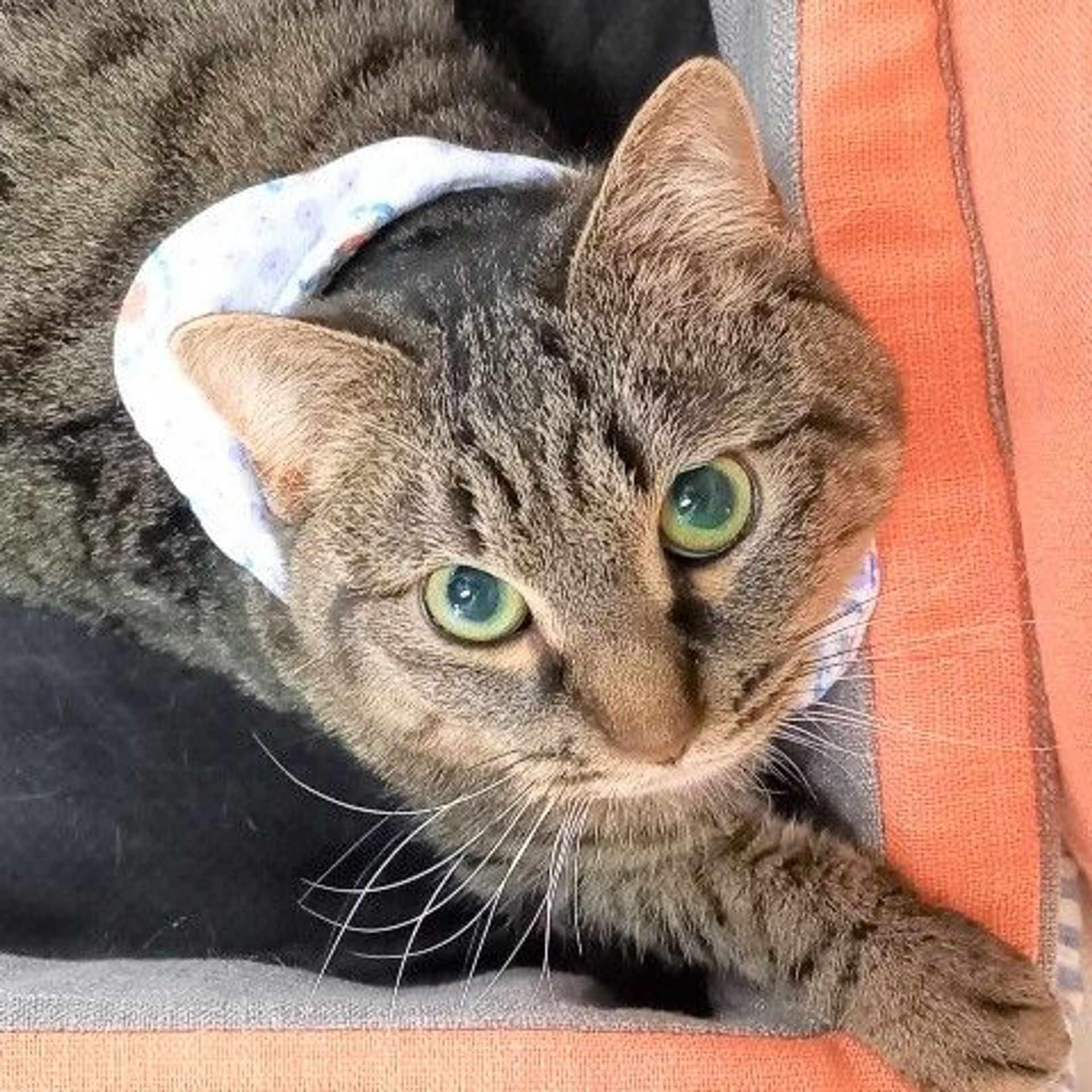 雑種（ミックス猫）・メスの里親募集の写真