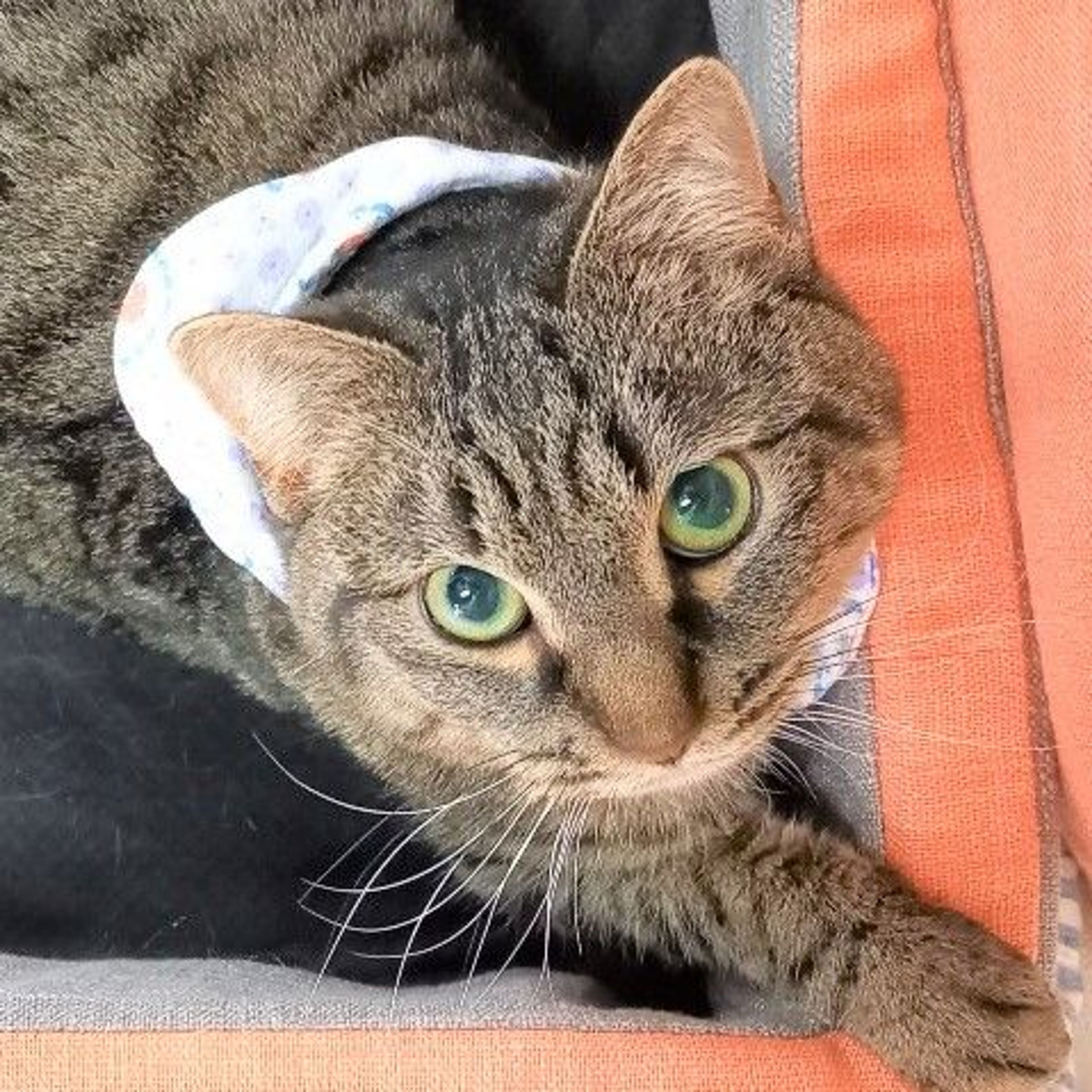 雑種（ミックス猫）・メスの里親募集の写真