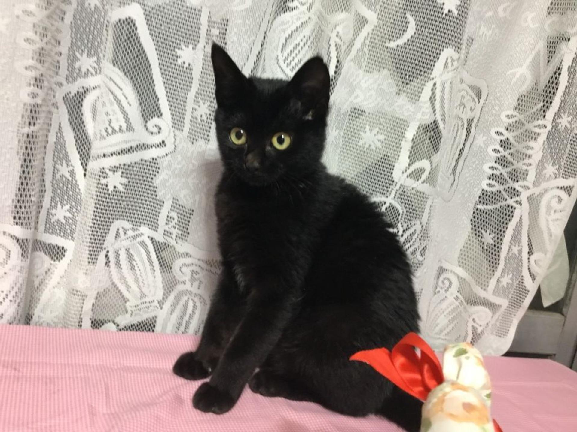 pet-image-2