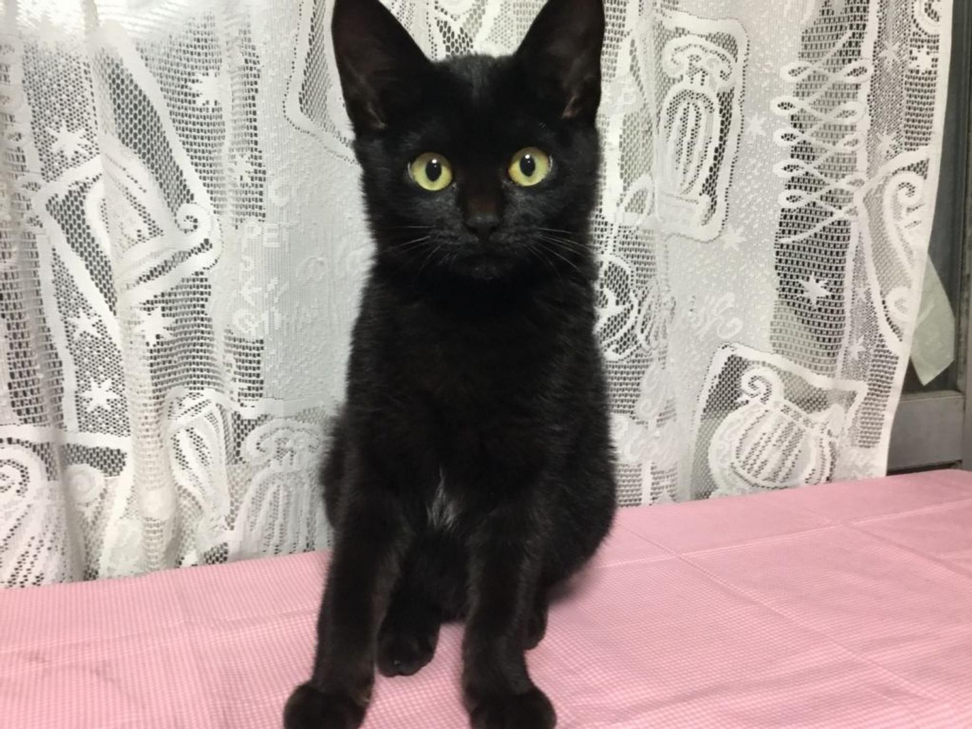 pet-image-3