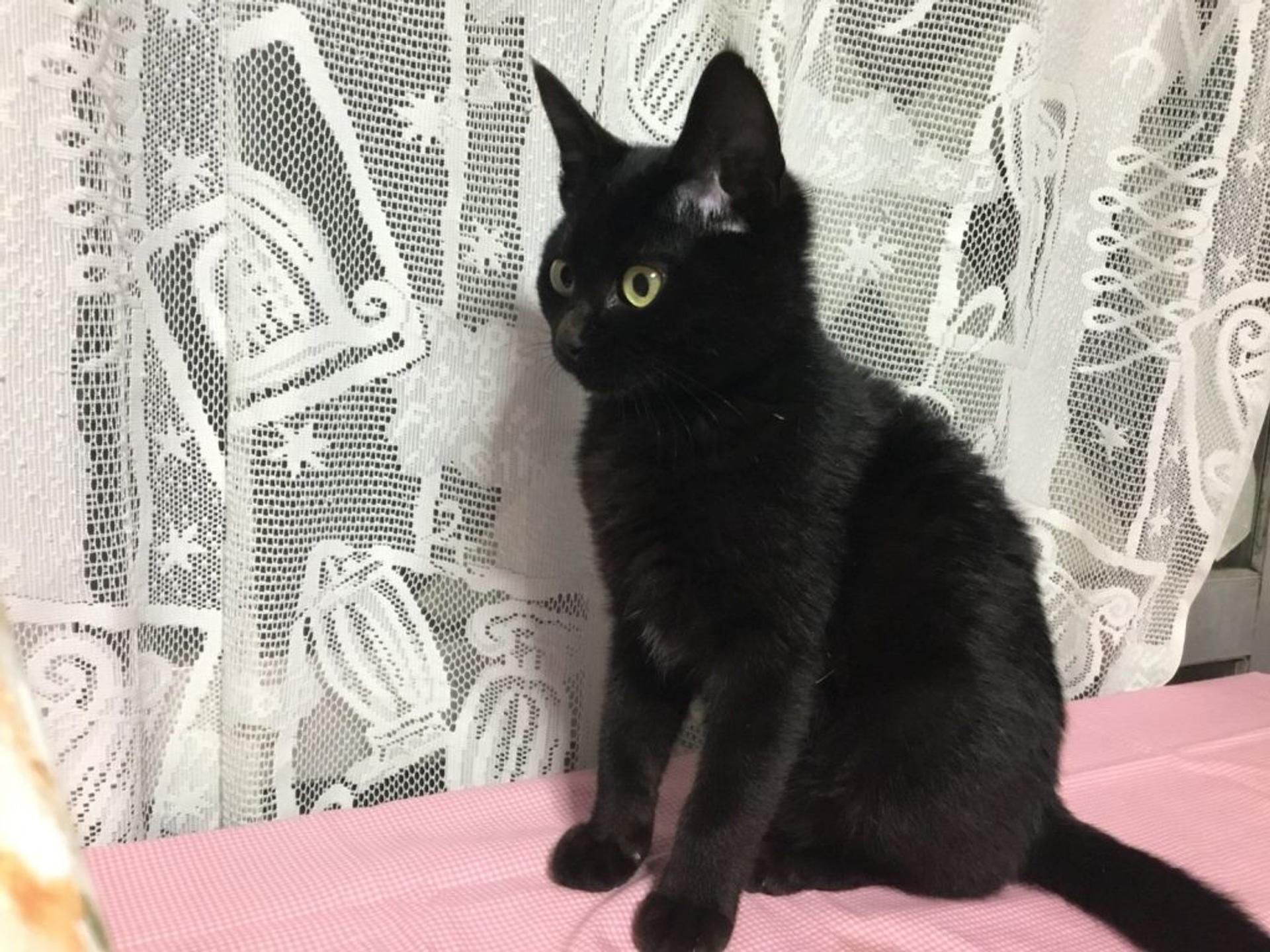 pet-image-6